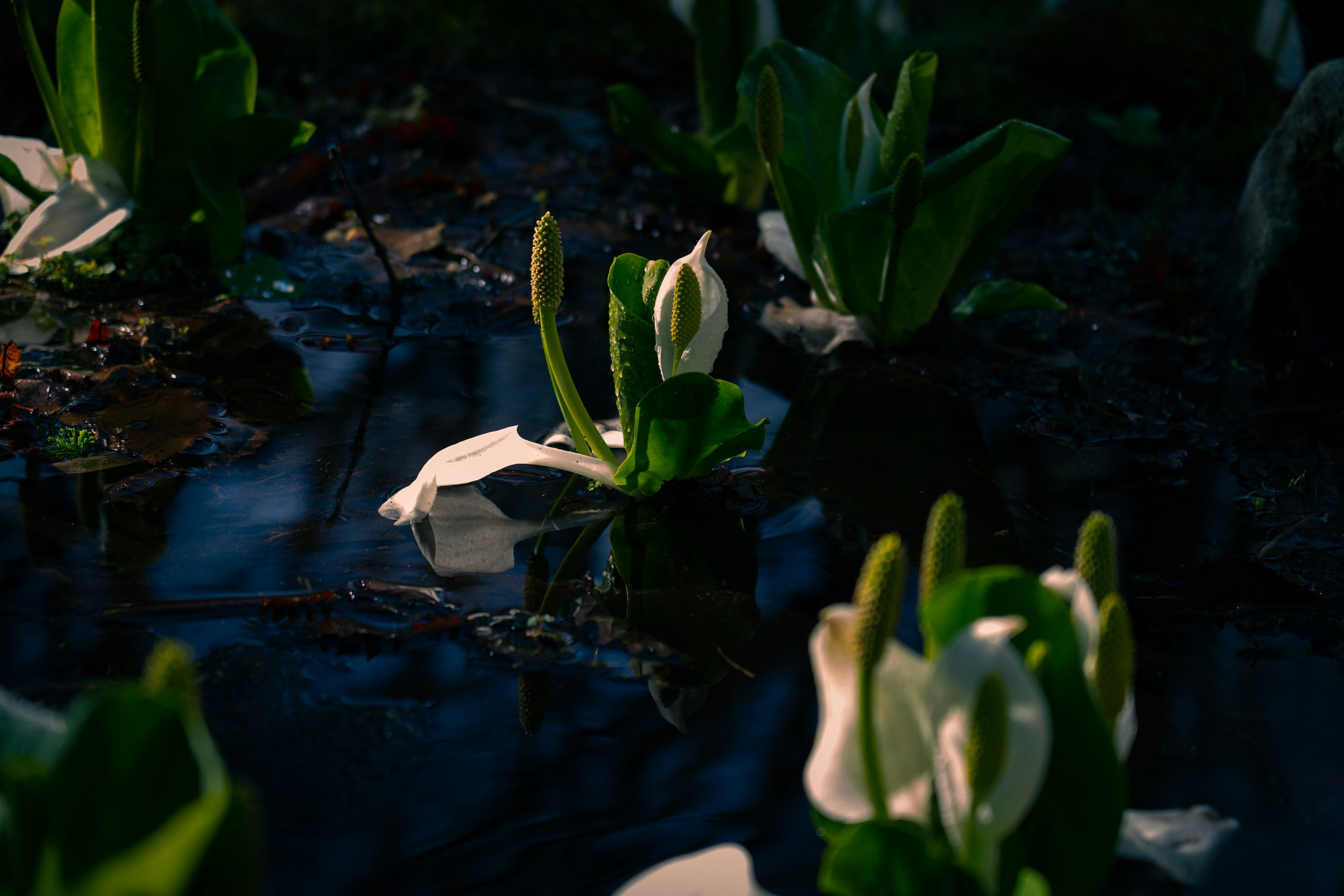 Una scena serena con fiori bianchi e foglie verdi che crescono lungo l'acqua