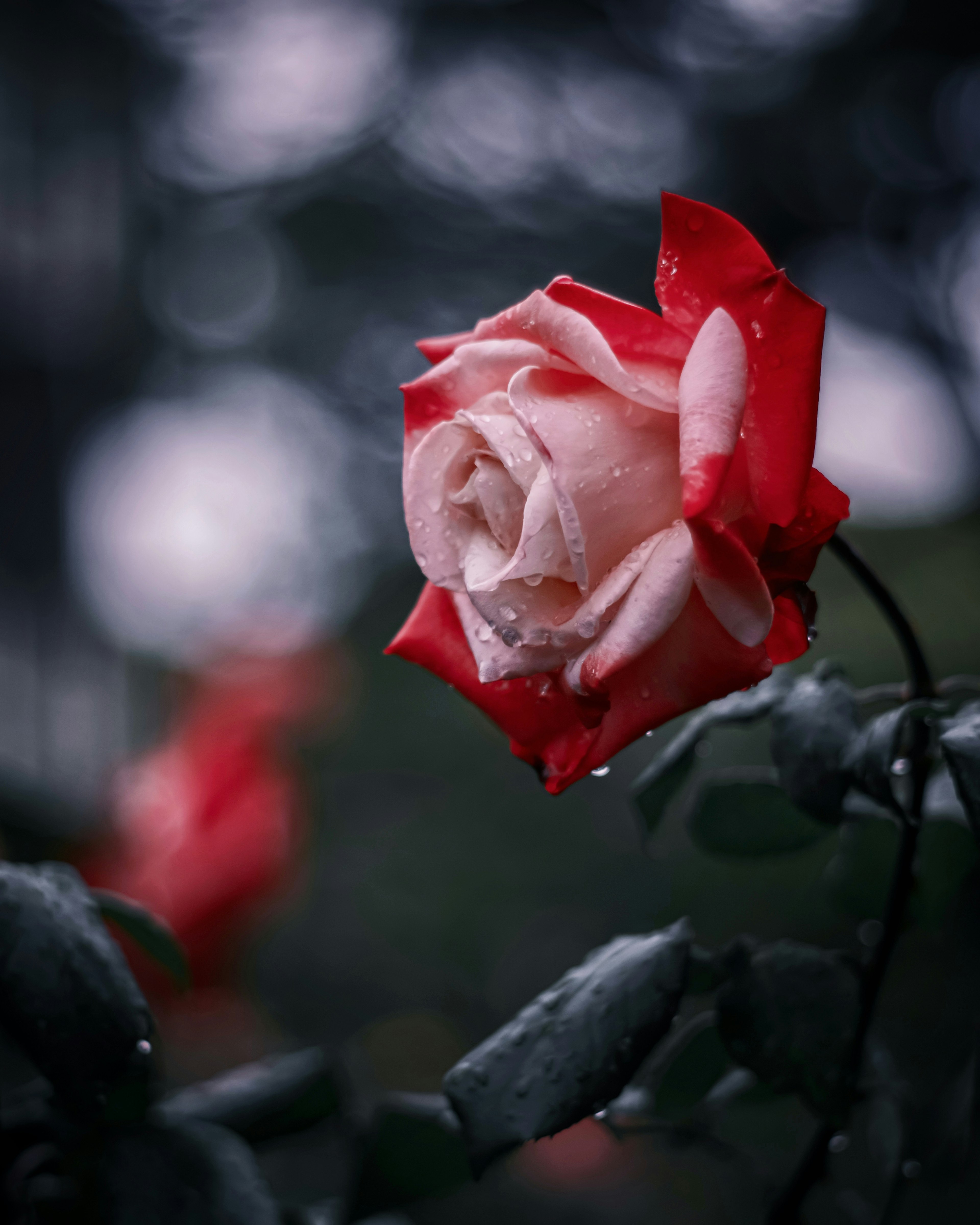 Primo piano di una rosa rosa con gocce d'acqua circondata da rose rosse