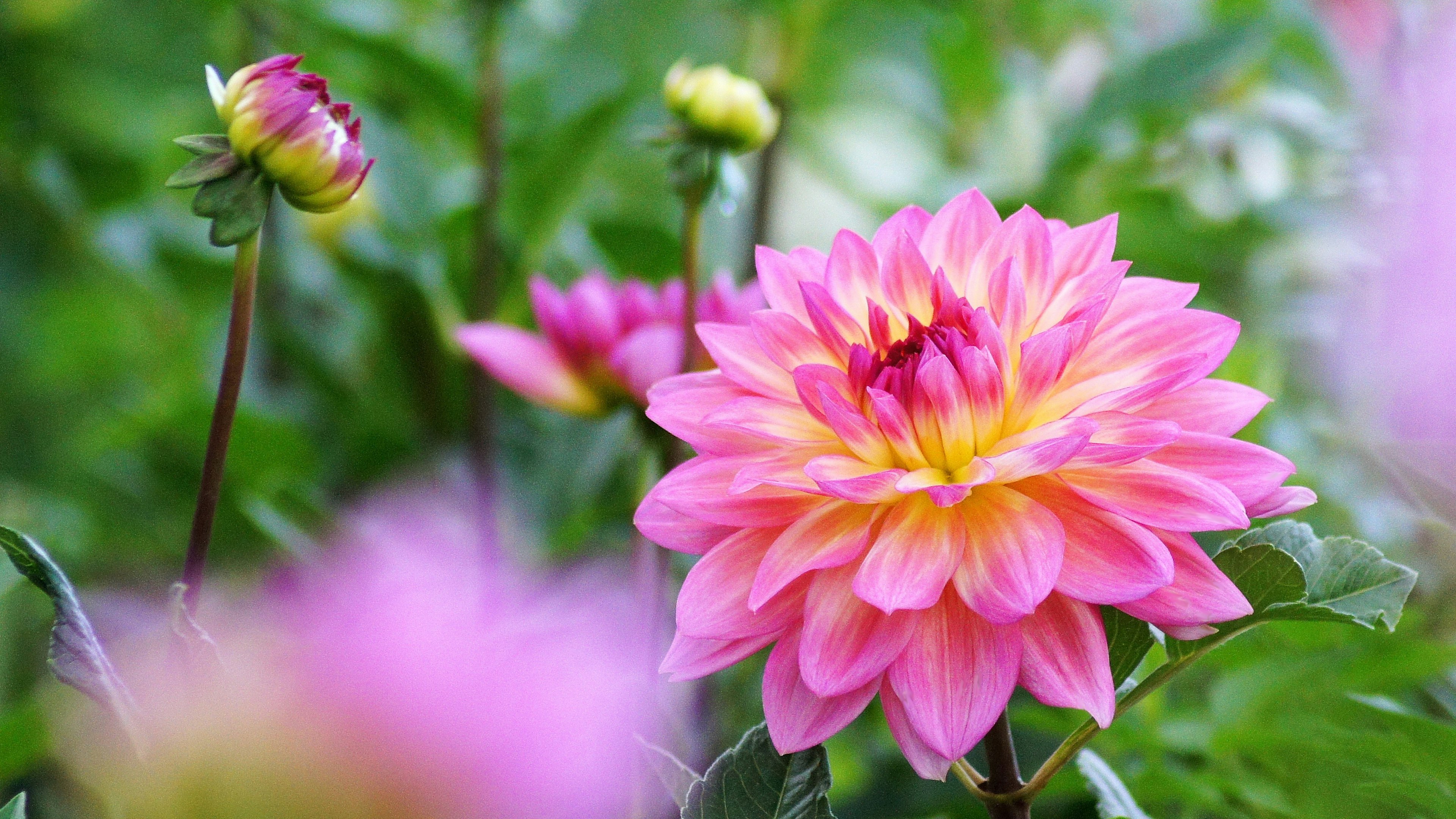 Vibrant pink and yellow dahlia flower blooming in a garden setting