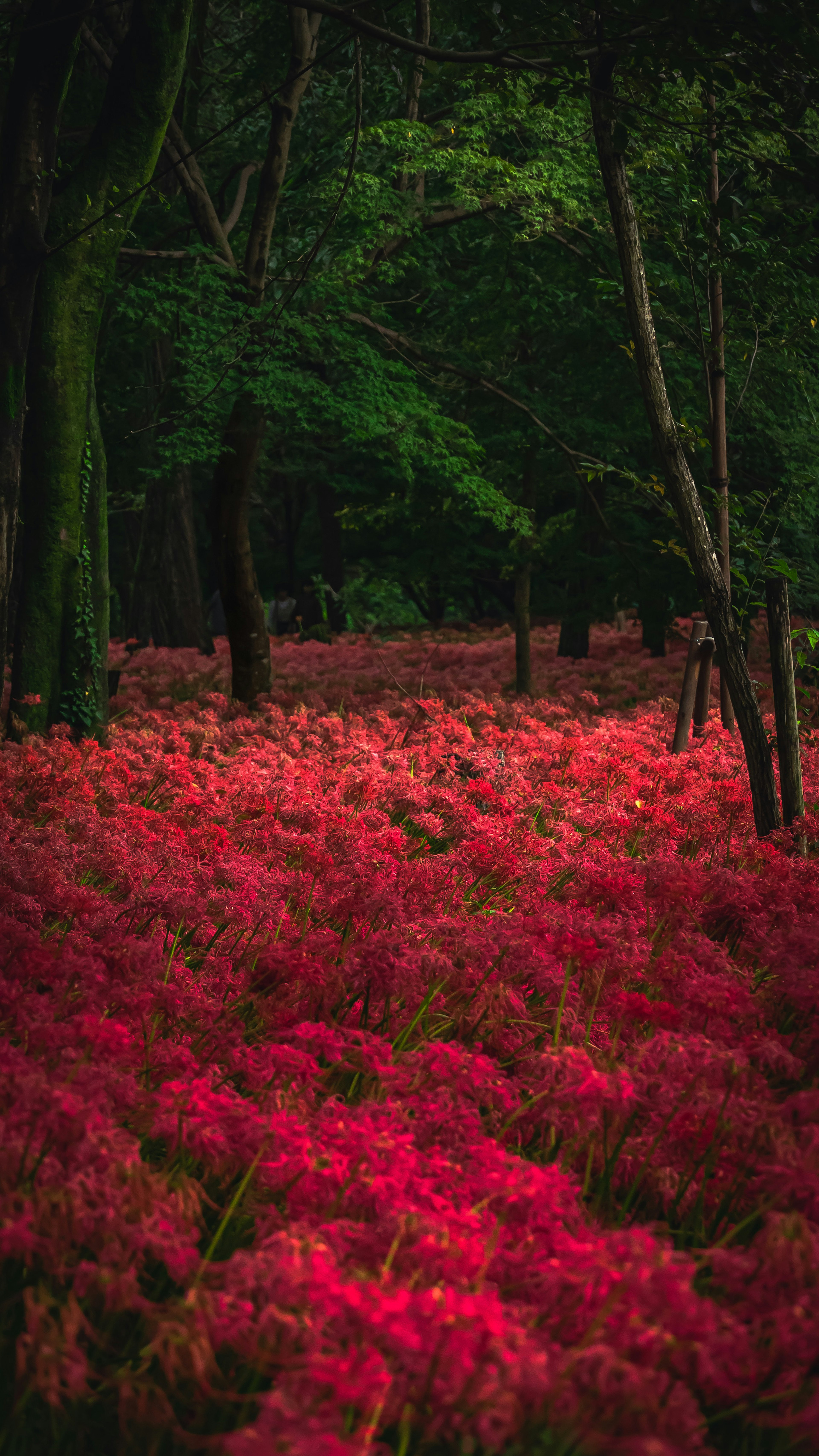 Fiori rossi vibranti coprono il suolo della foresta circondati da alberi verdi lussureggianti