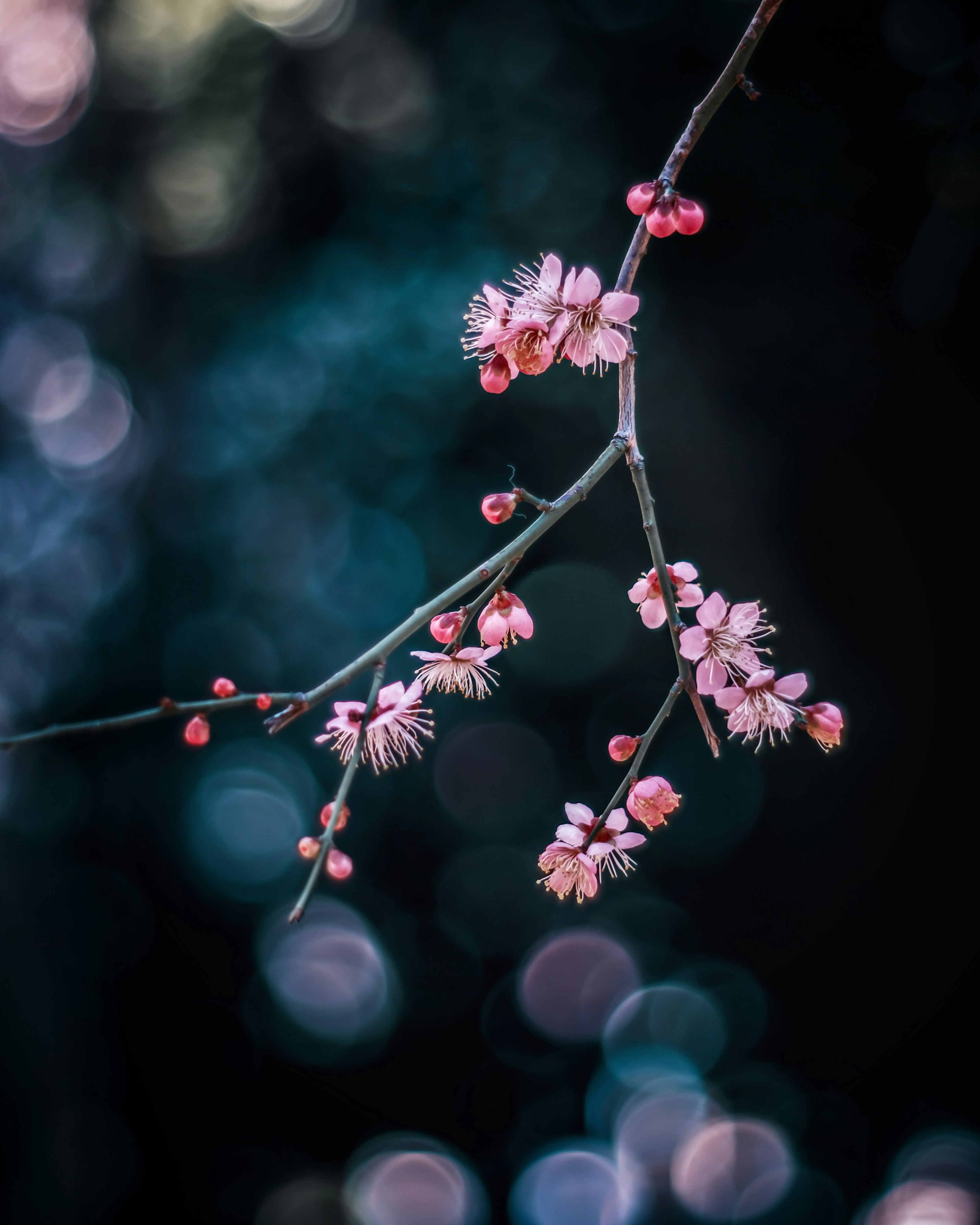 青い背景に咲く桃色の花の枝