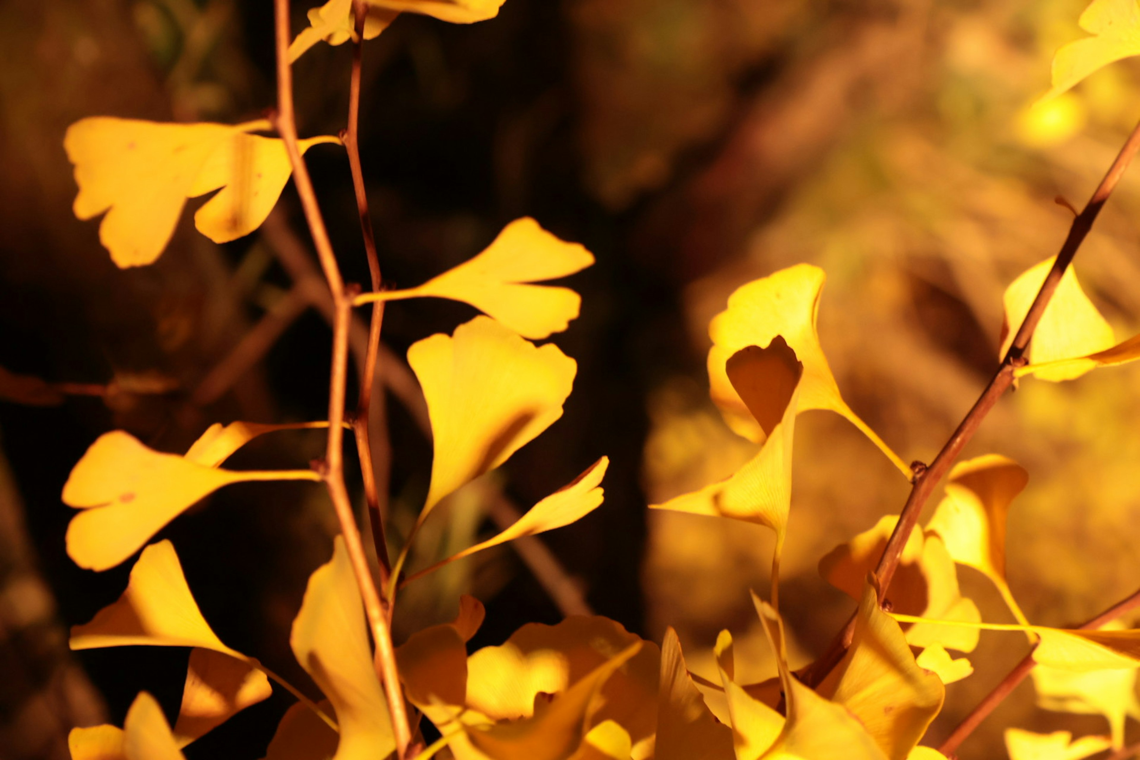 Primer plano de hojas de ginkgo amarillas con fondo borroso