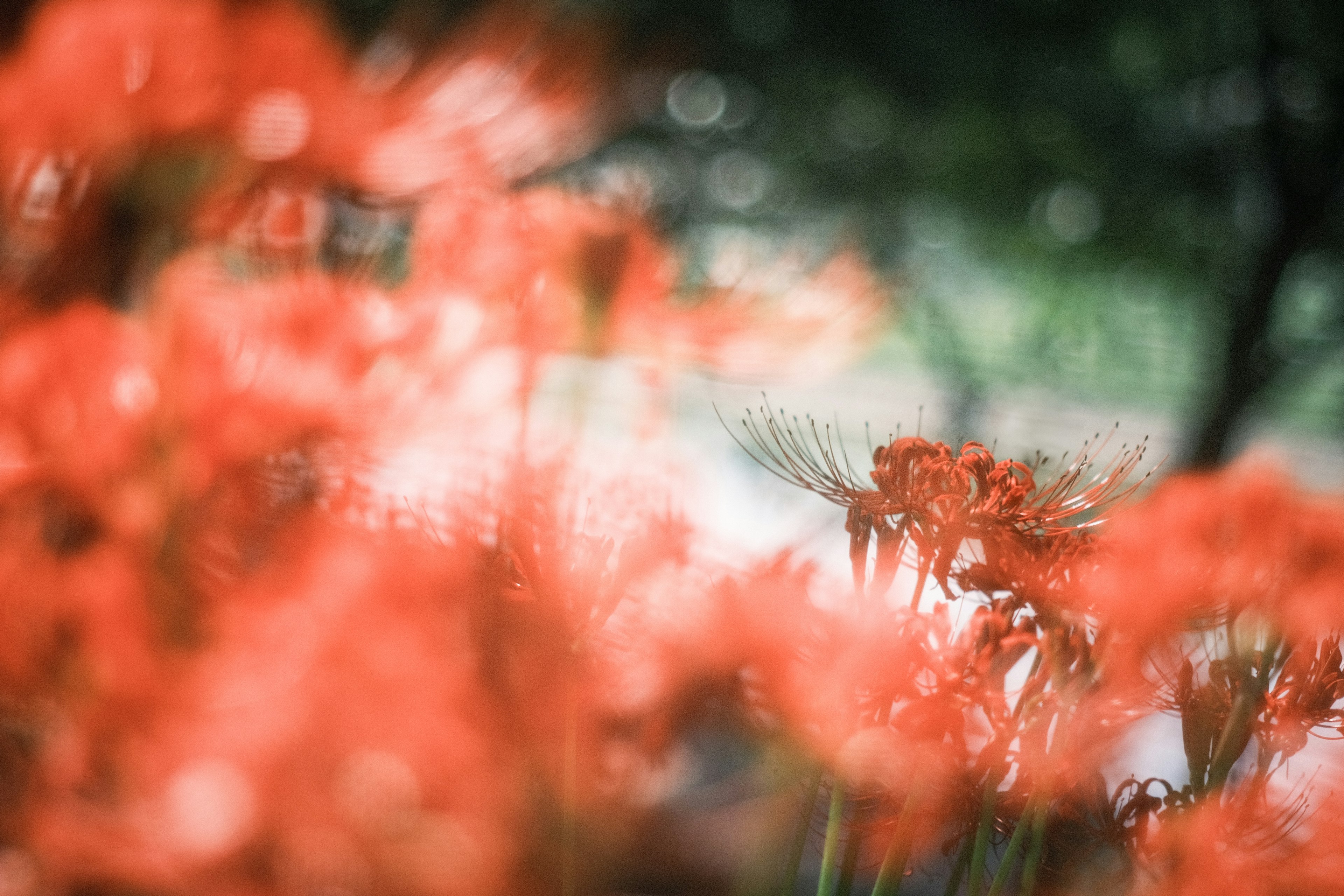 鮮やかなオレンジ色の花々がぼやけて背景に広がる風景