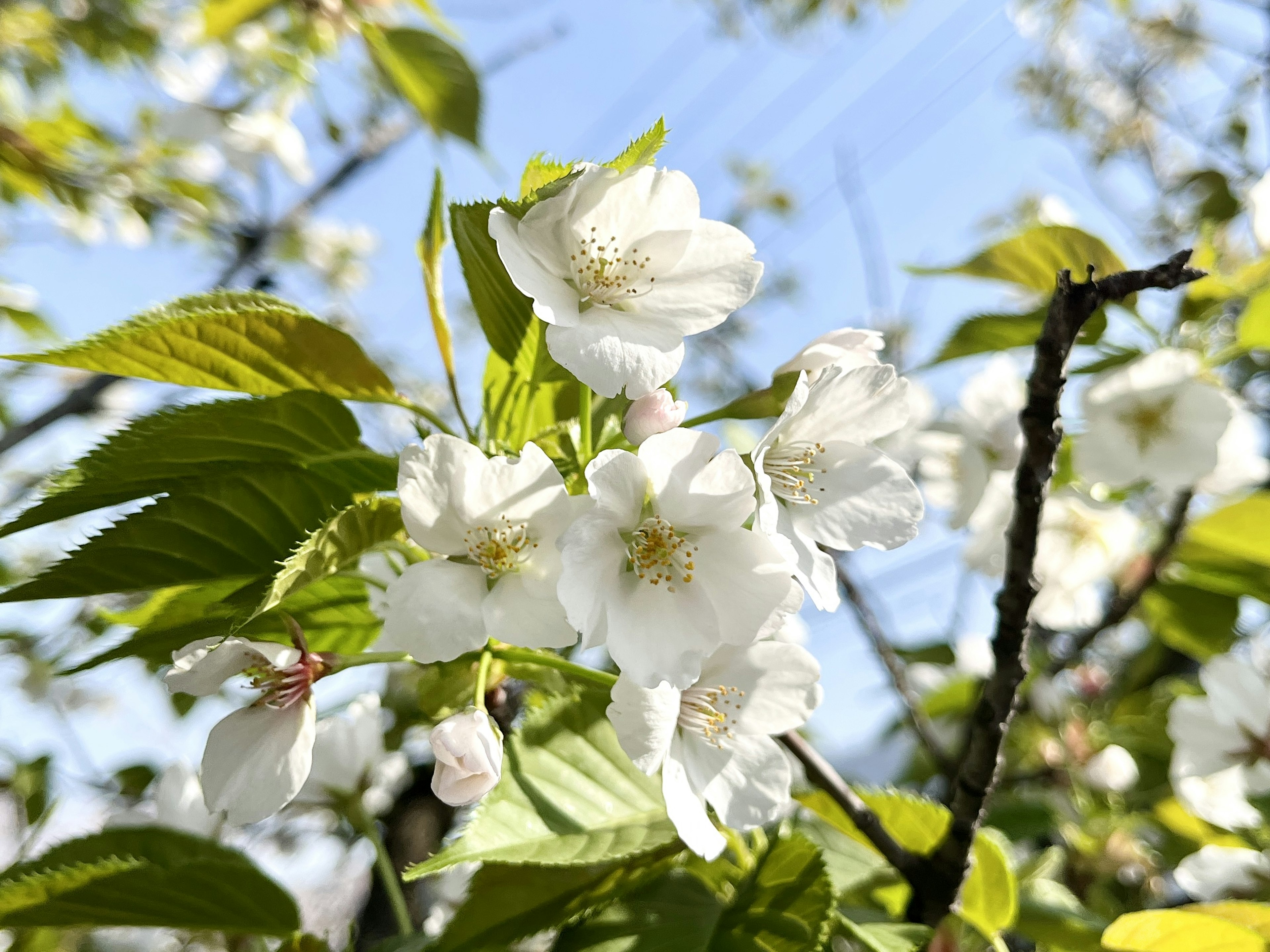 桜の白い花と緑の葉が青空の下に咲いている