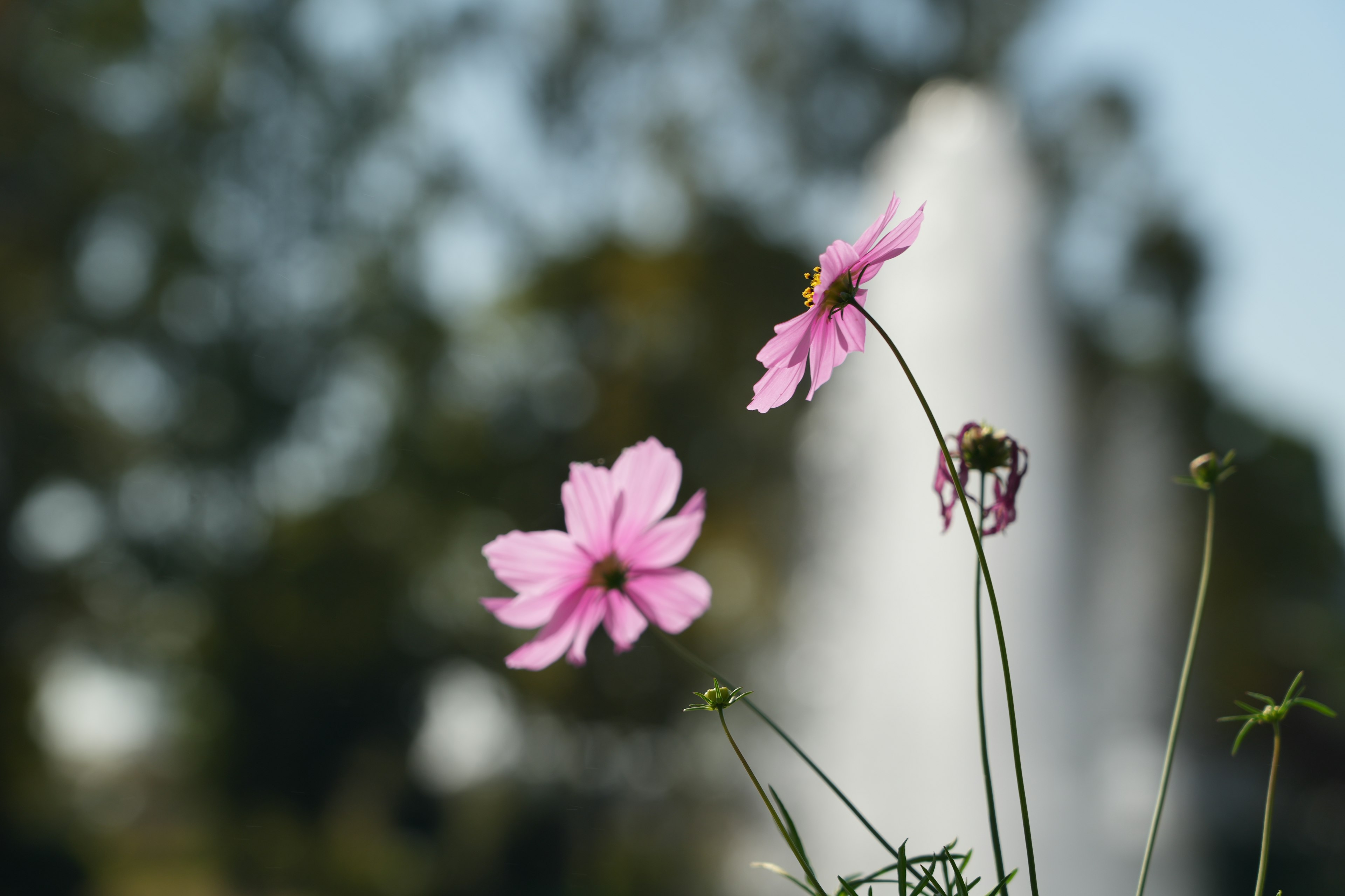 Flores rosas delicadas con una fuente al fondo