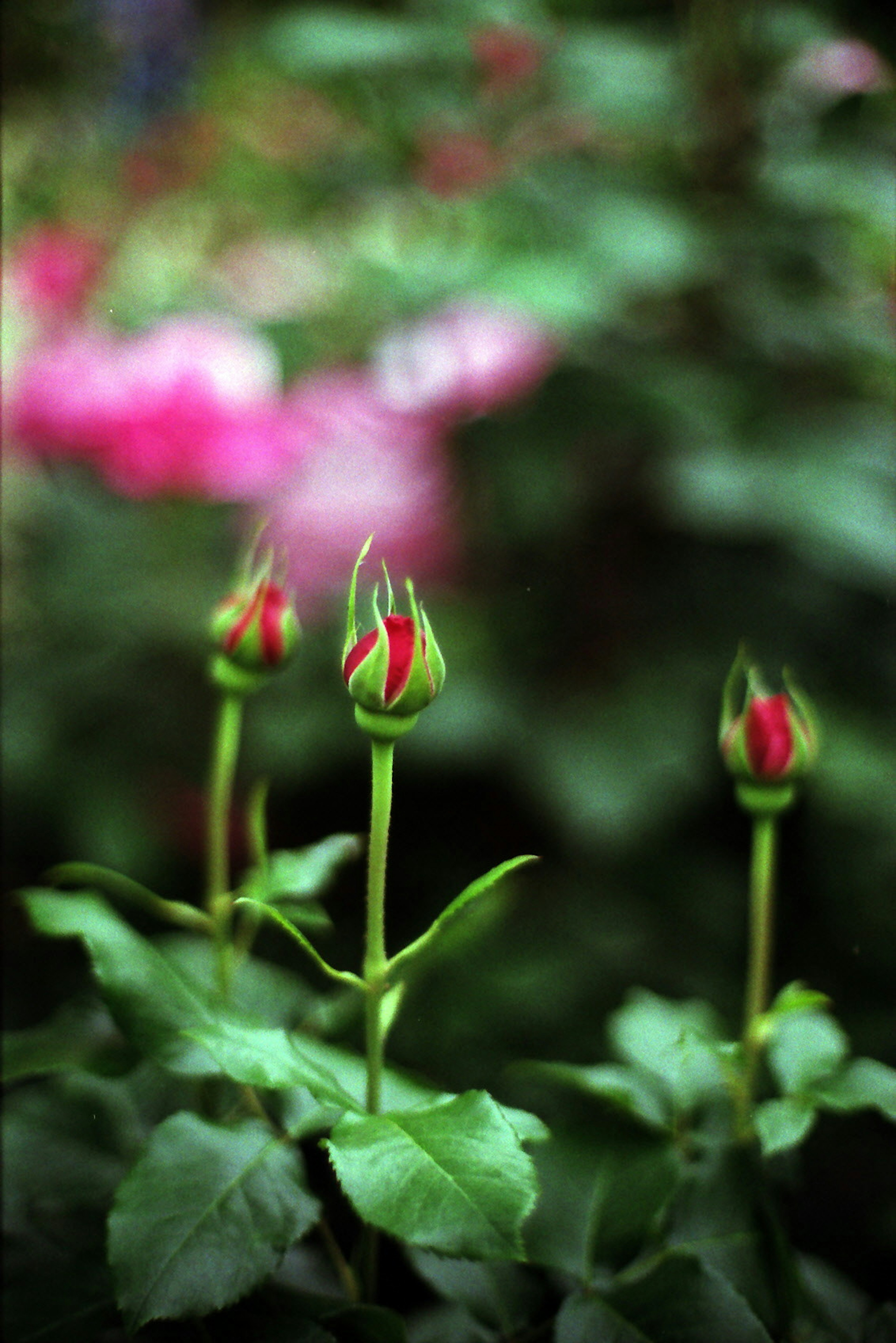 Rosenknospen mit roten Spitzen umgeben von grünen Blättern