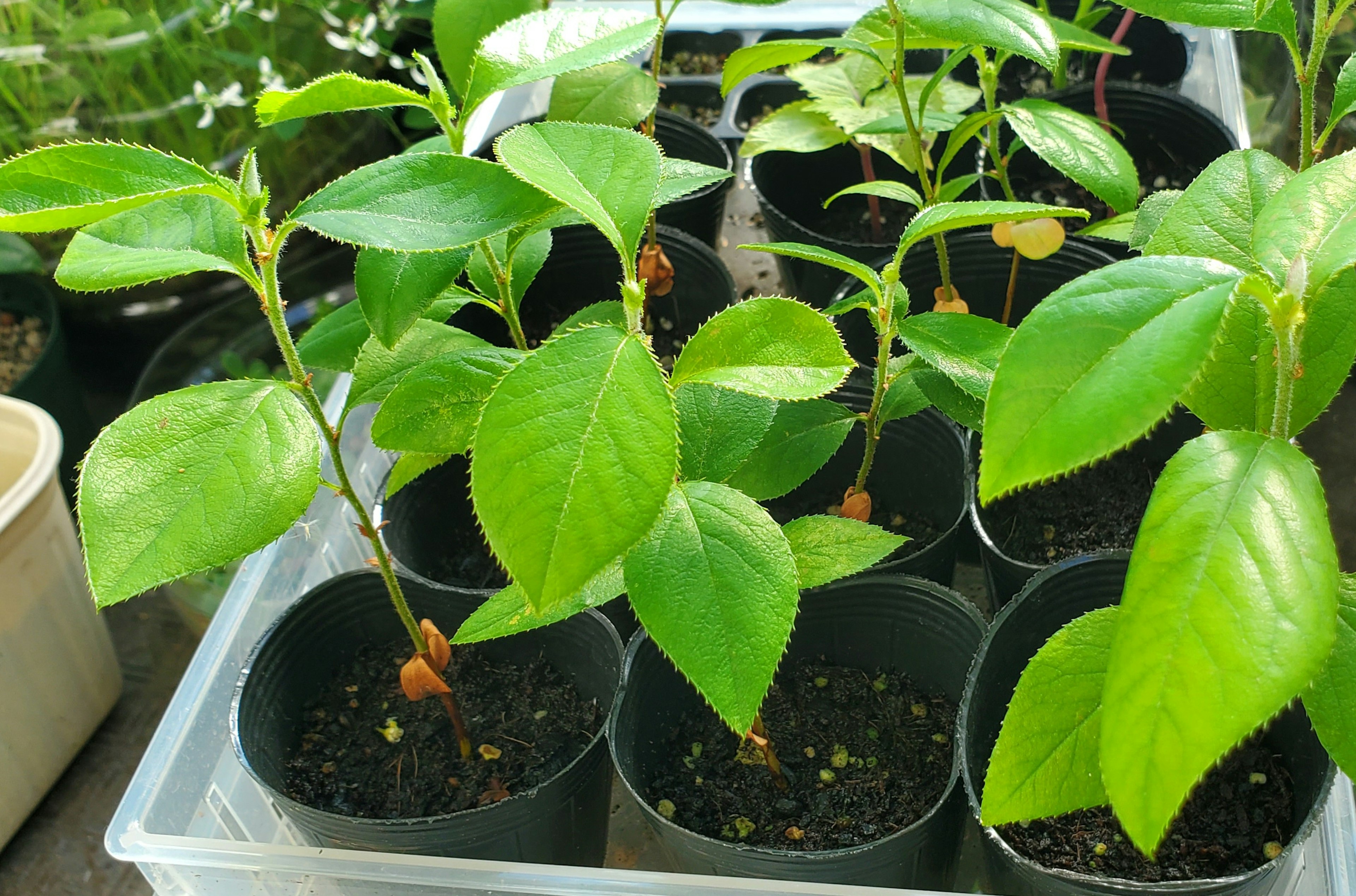 Small green-leaved plants in black pots with soil