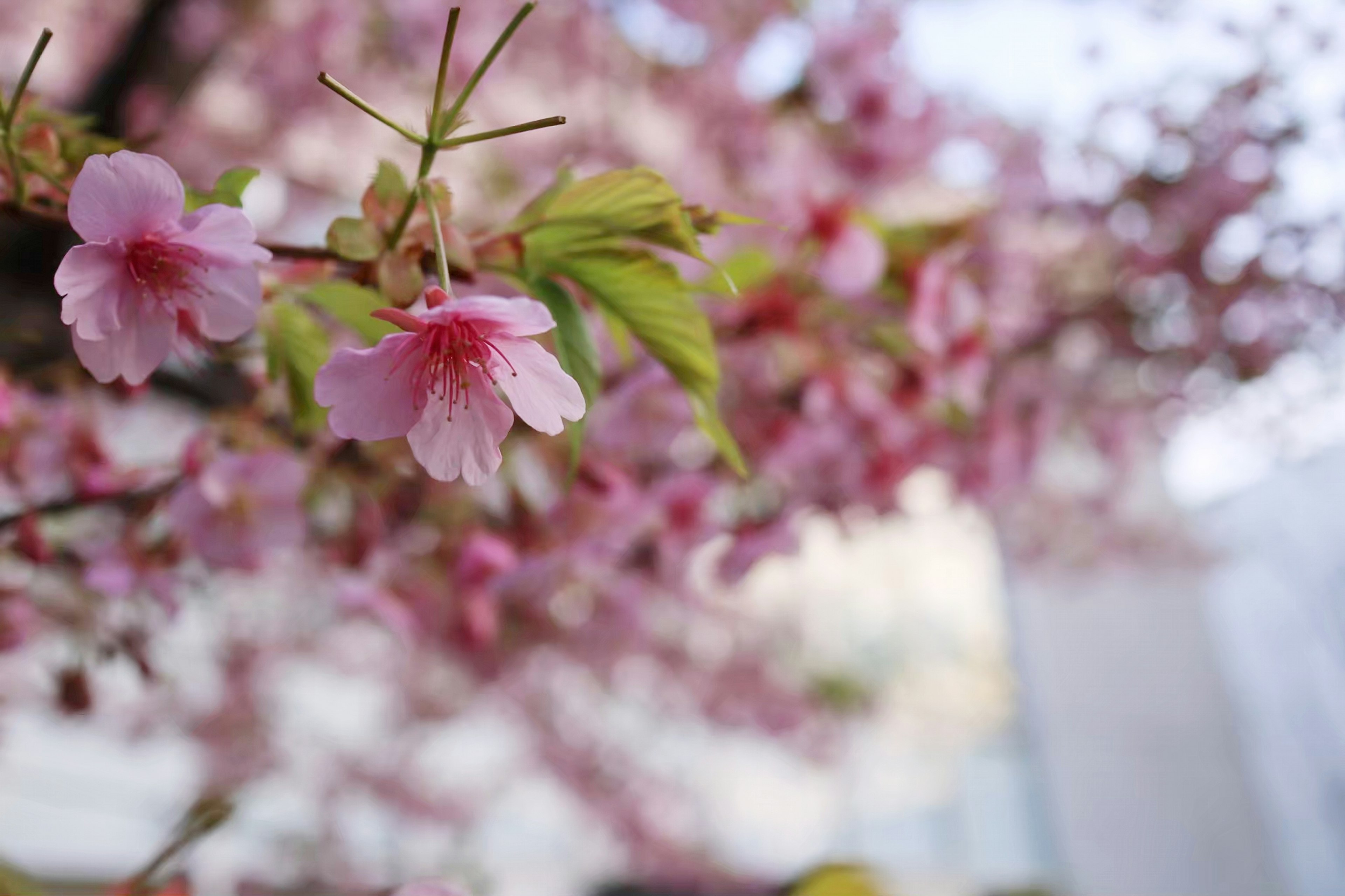 Kedekatan bunga sakura di cabang