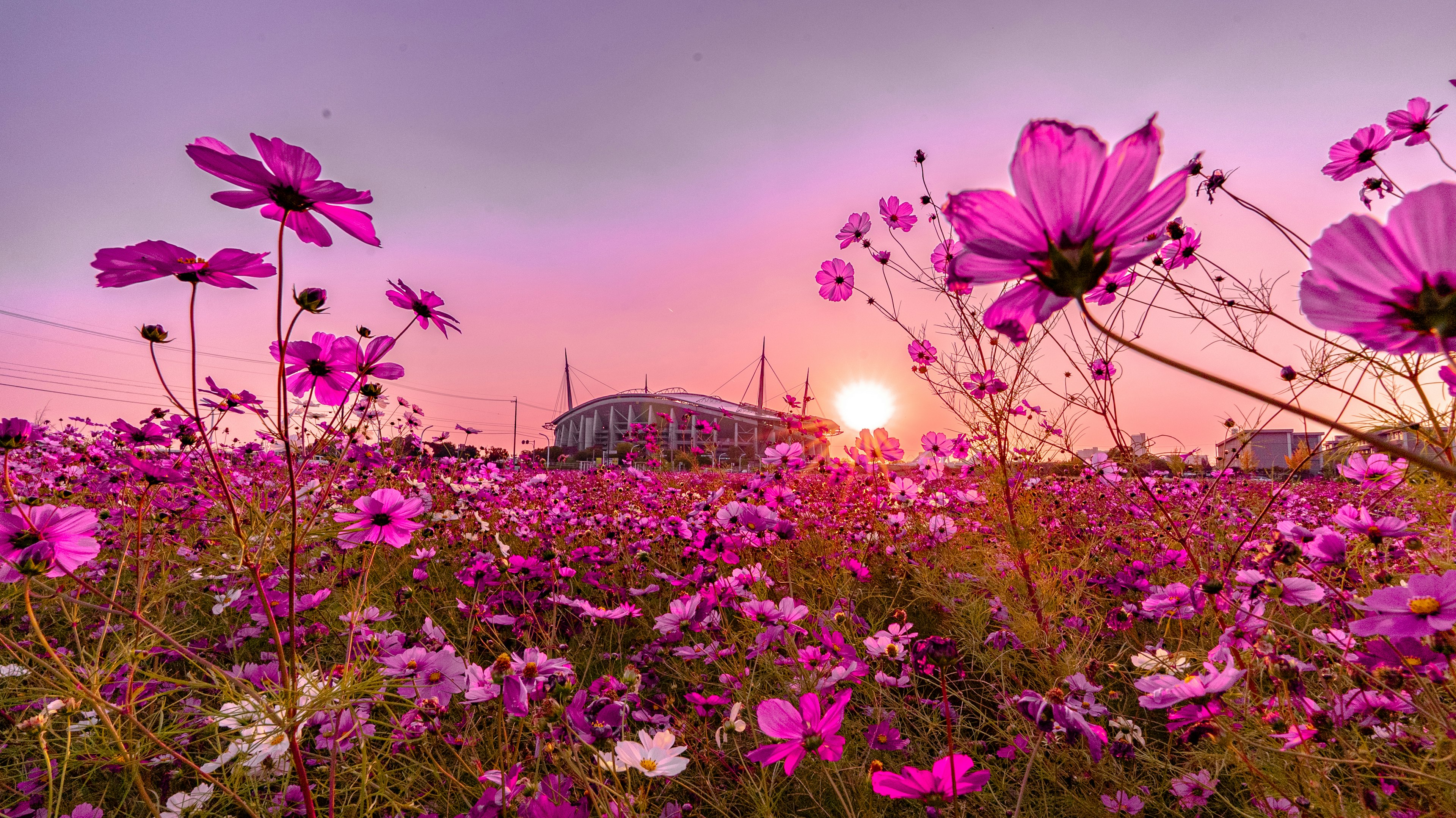 夕焼けの中で咲くコスモスの花畑と背後に見える建物