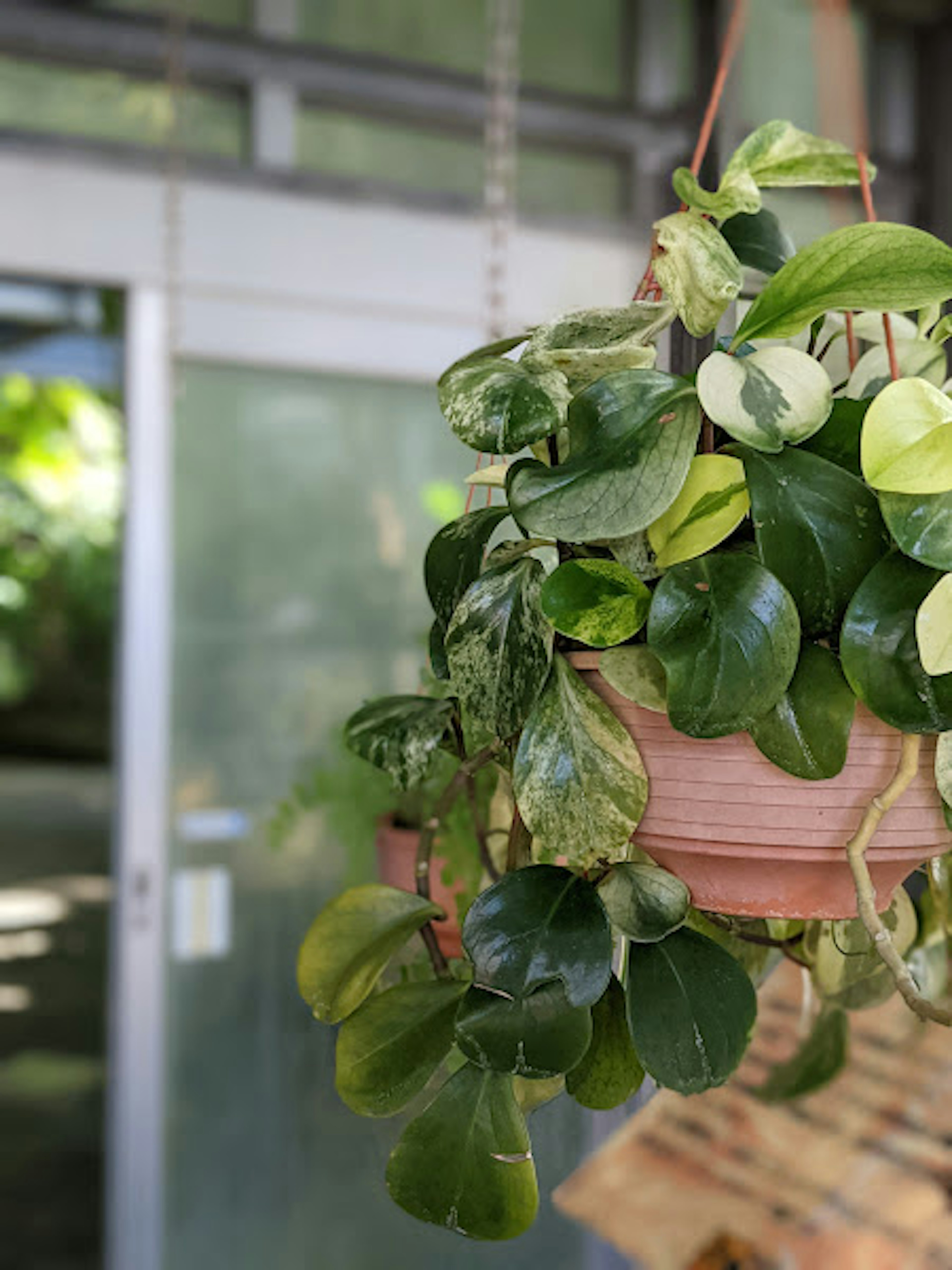 Close-up of a hanging houseplant with green and variegated leaves featuring a glass door in the background