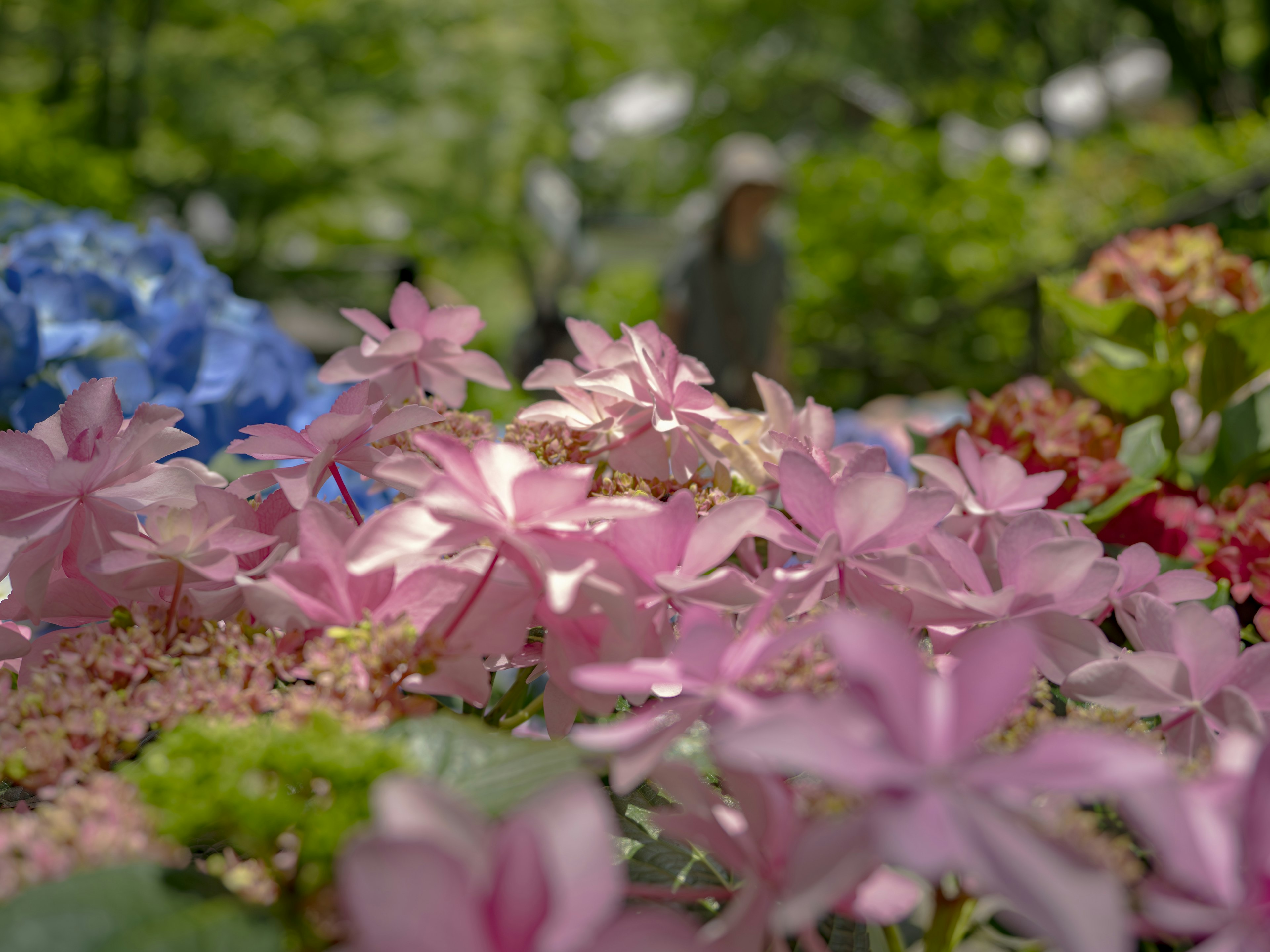 Bunte Blumen in einer Gartenszene mit rosa Blüten und grünen Blättern