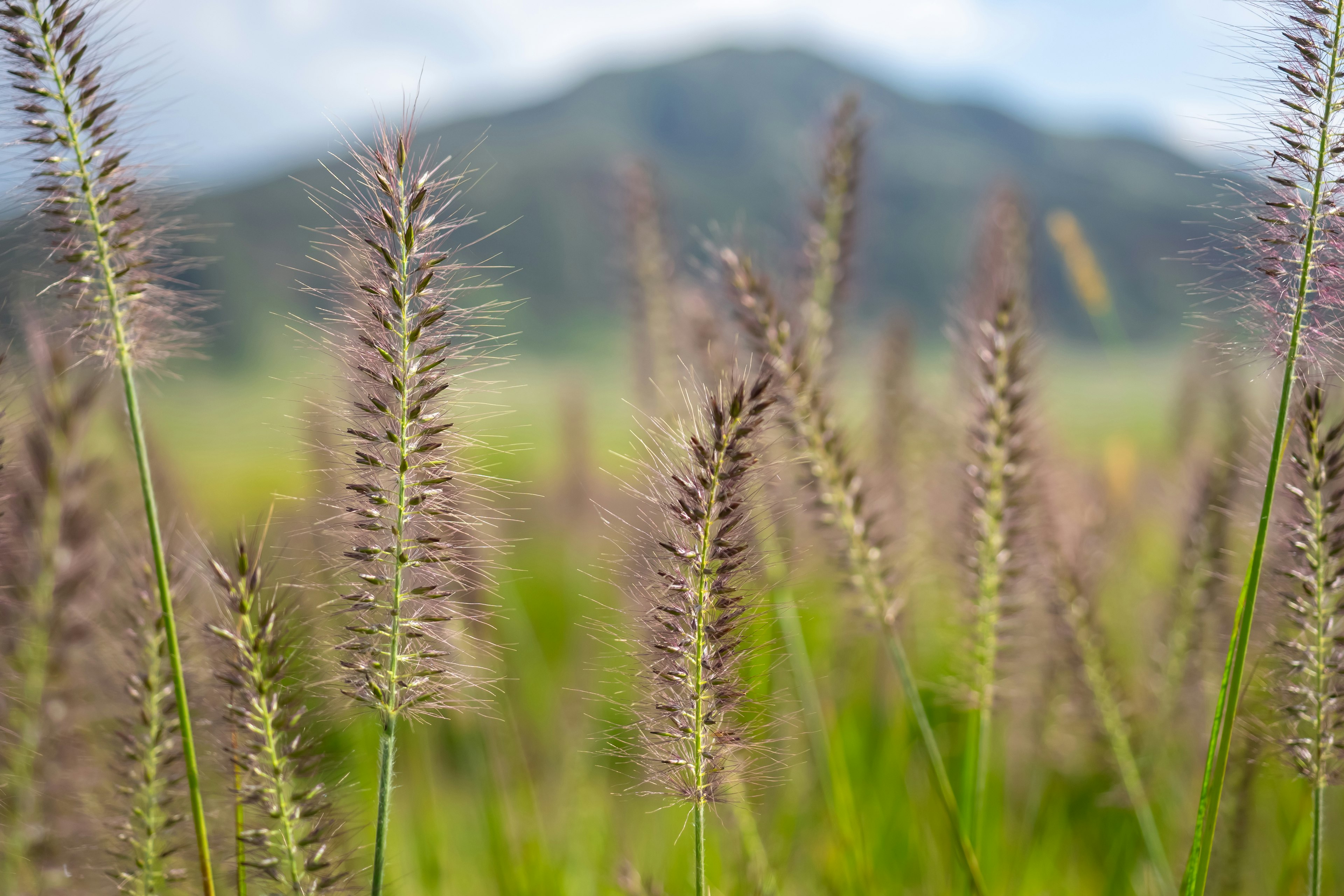 緑の草原に生えているふわふわした穂の草のクローズアップ