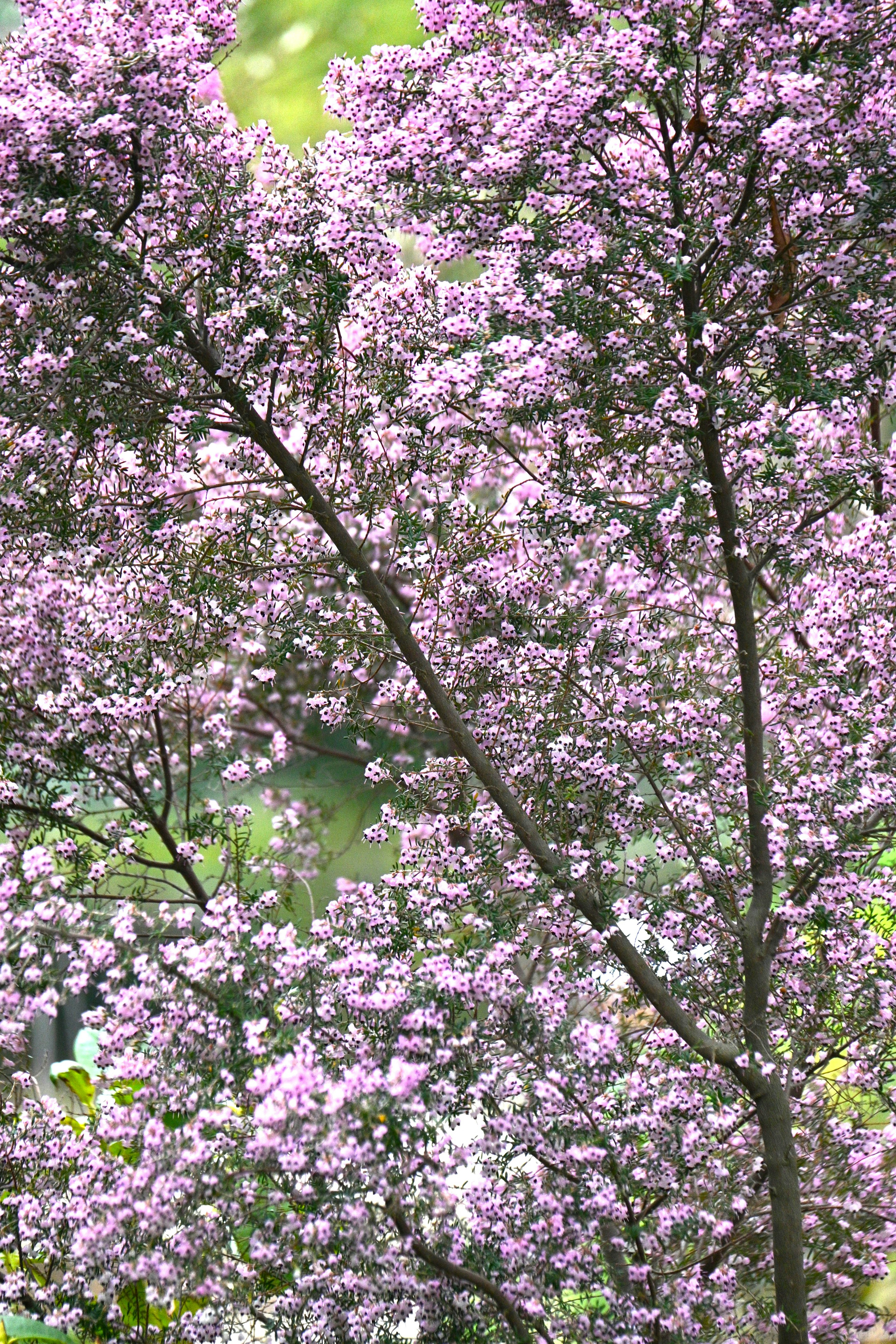 Branches d'un arbre ornées de fleurs violettes vives