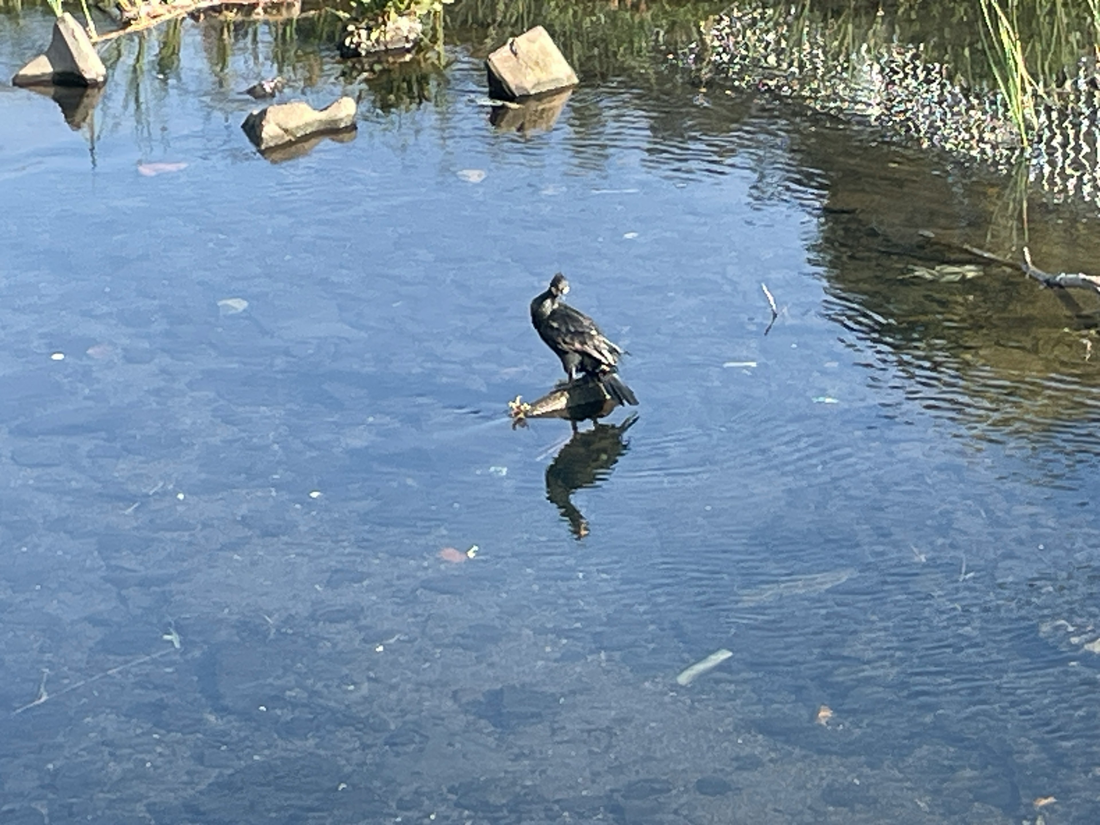 水面に立つカワウの姿と周囲の石