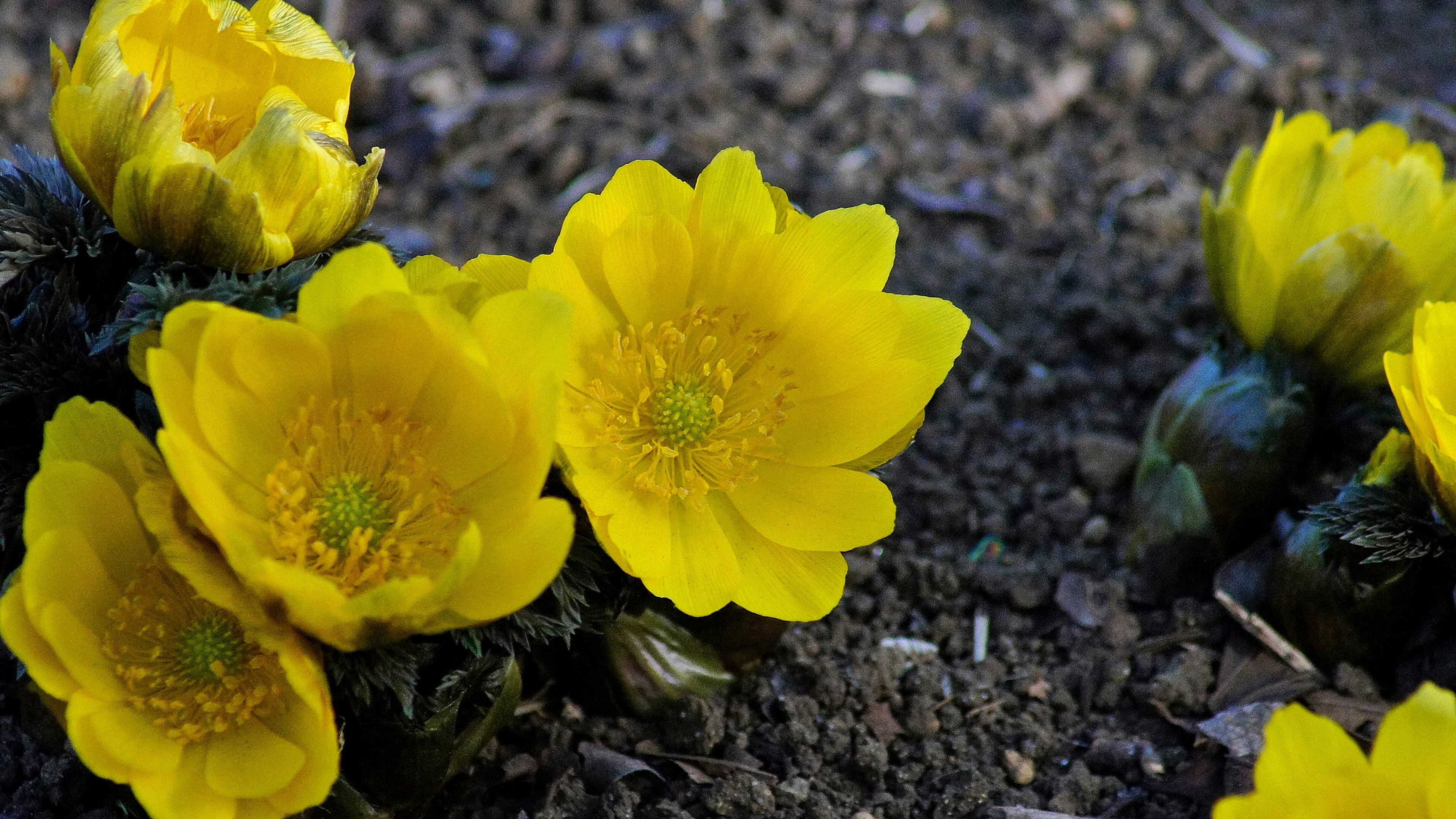 Fiori gialli brillanti che sbocciano sul terreno