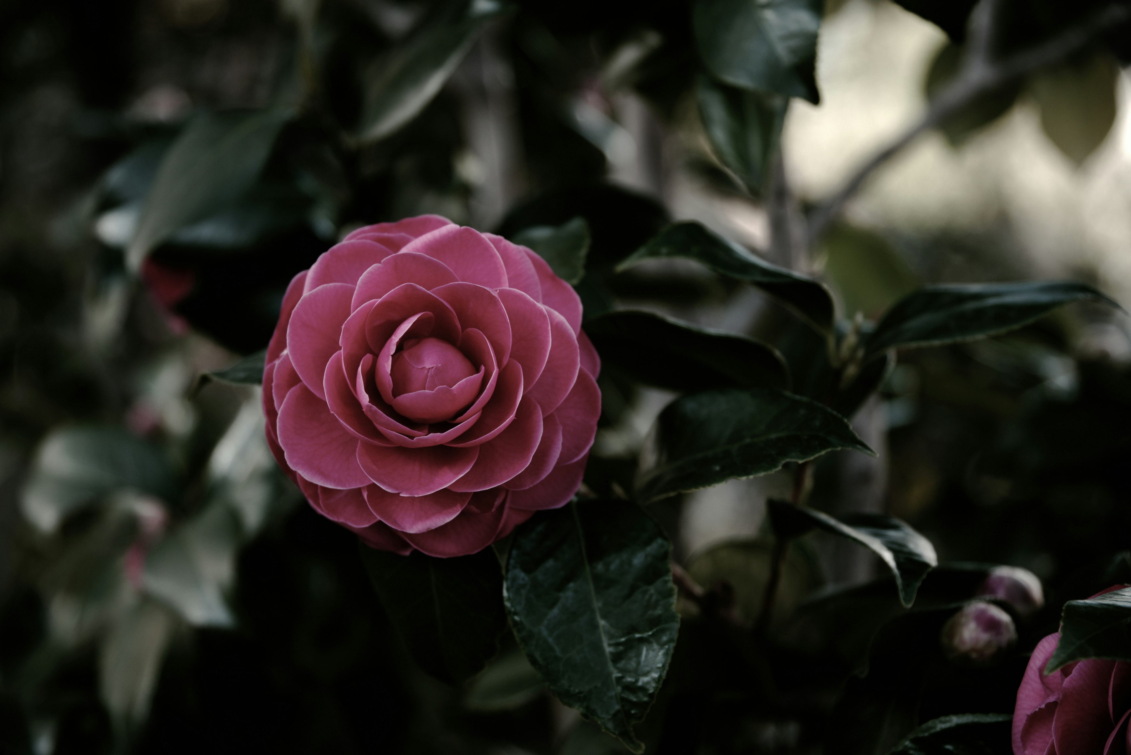 Fiore di camelia rosa vibrante che sboccia su uno sfondo verde scuro