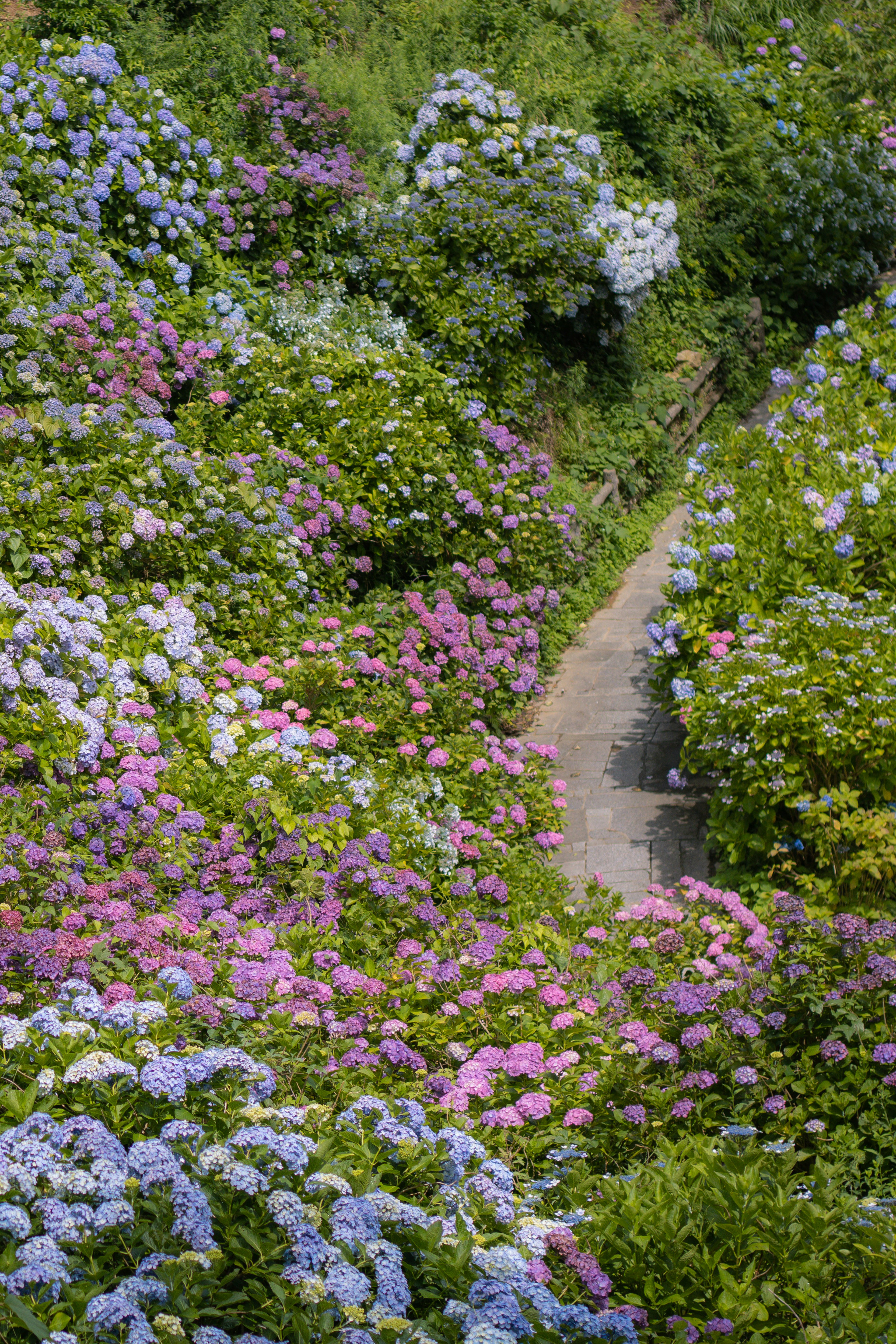 Sendero rodeado de vibrantes hortensias de varios colores