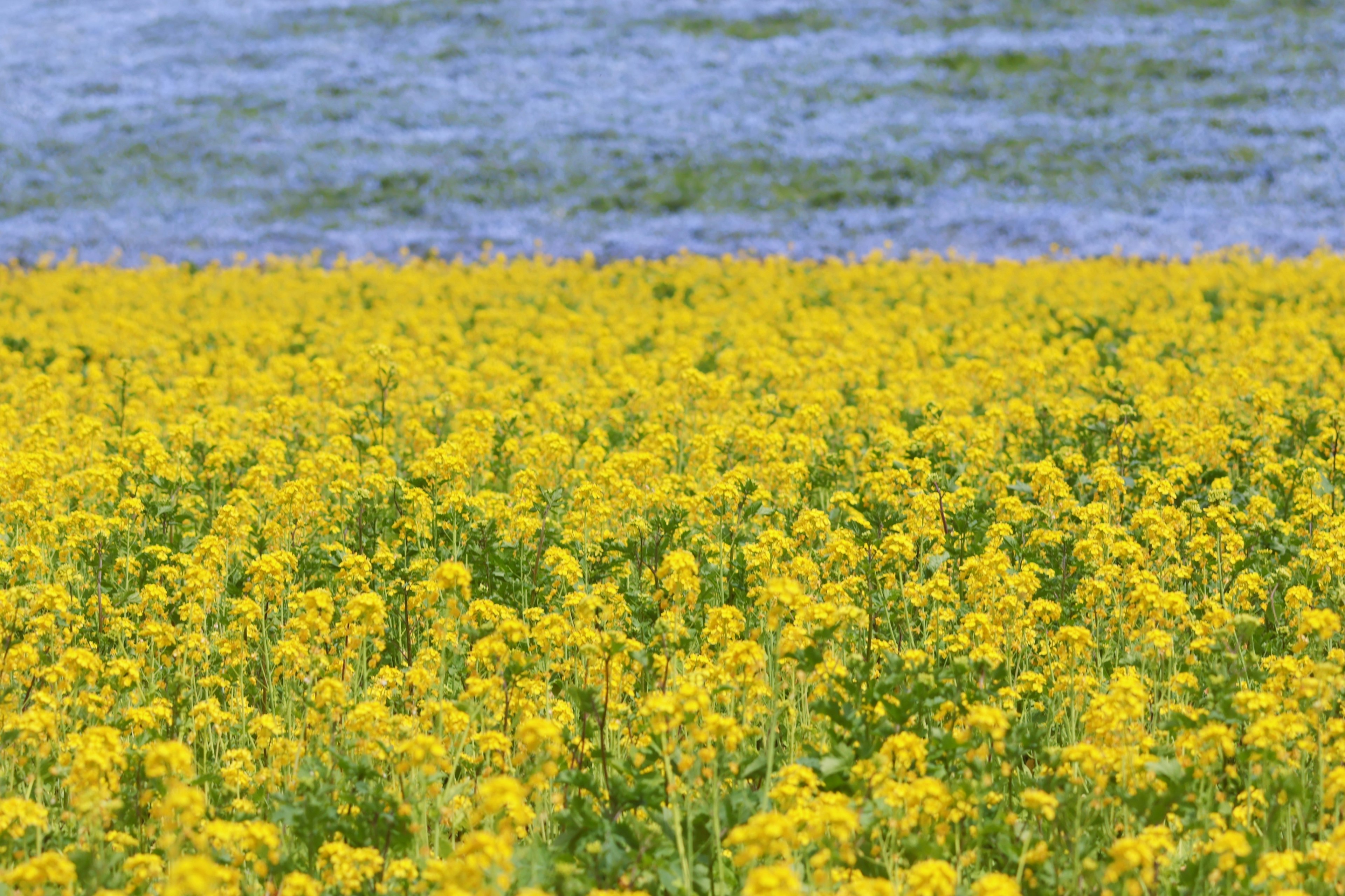 Campo di fiori gialli con una superficie d'acqua blu sullo sfondo