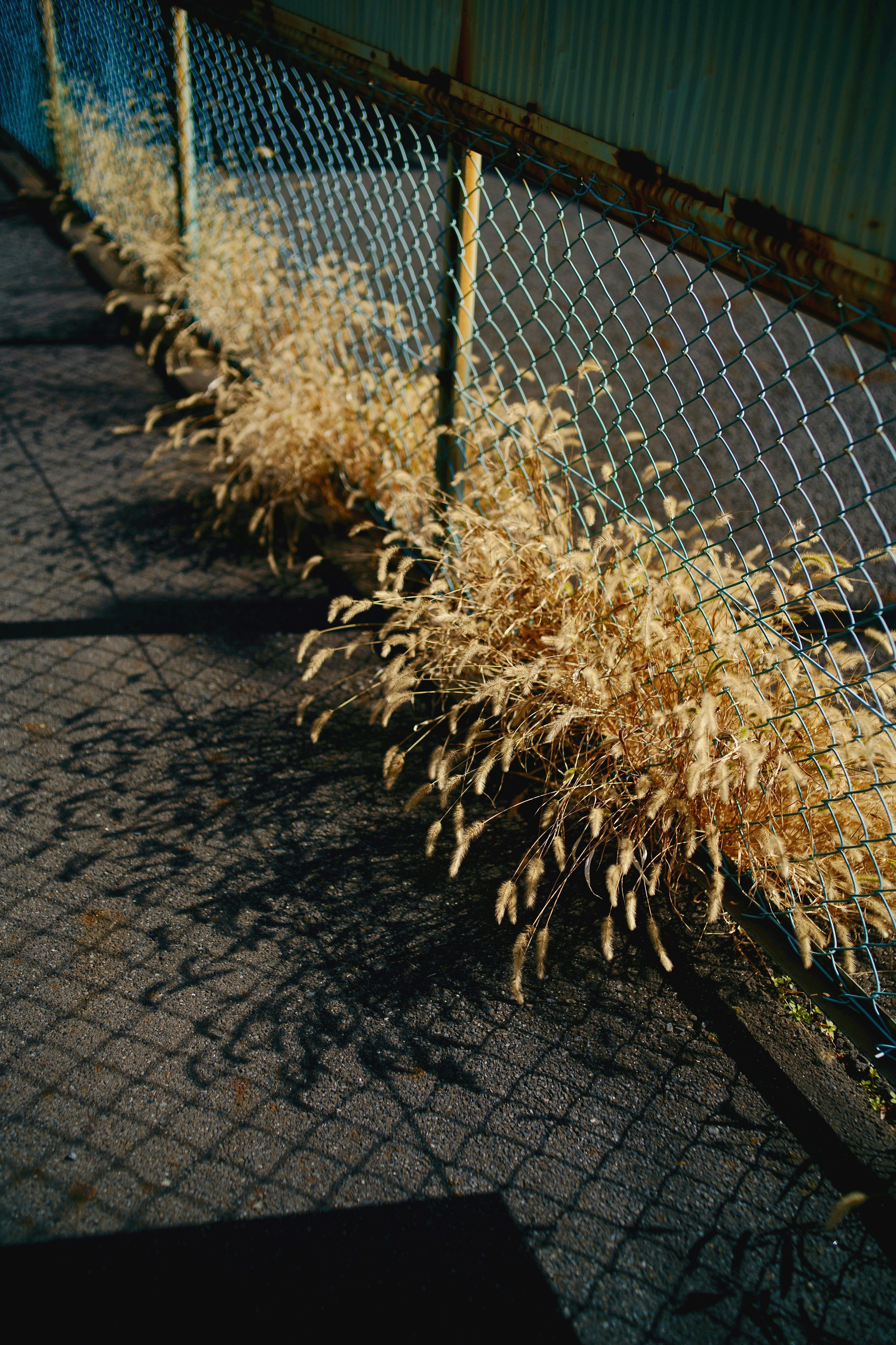 金色の草がフェンスに沿って生えている風景