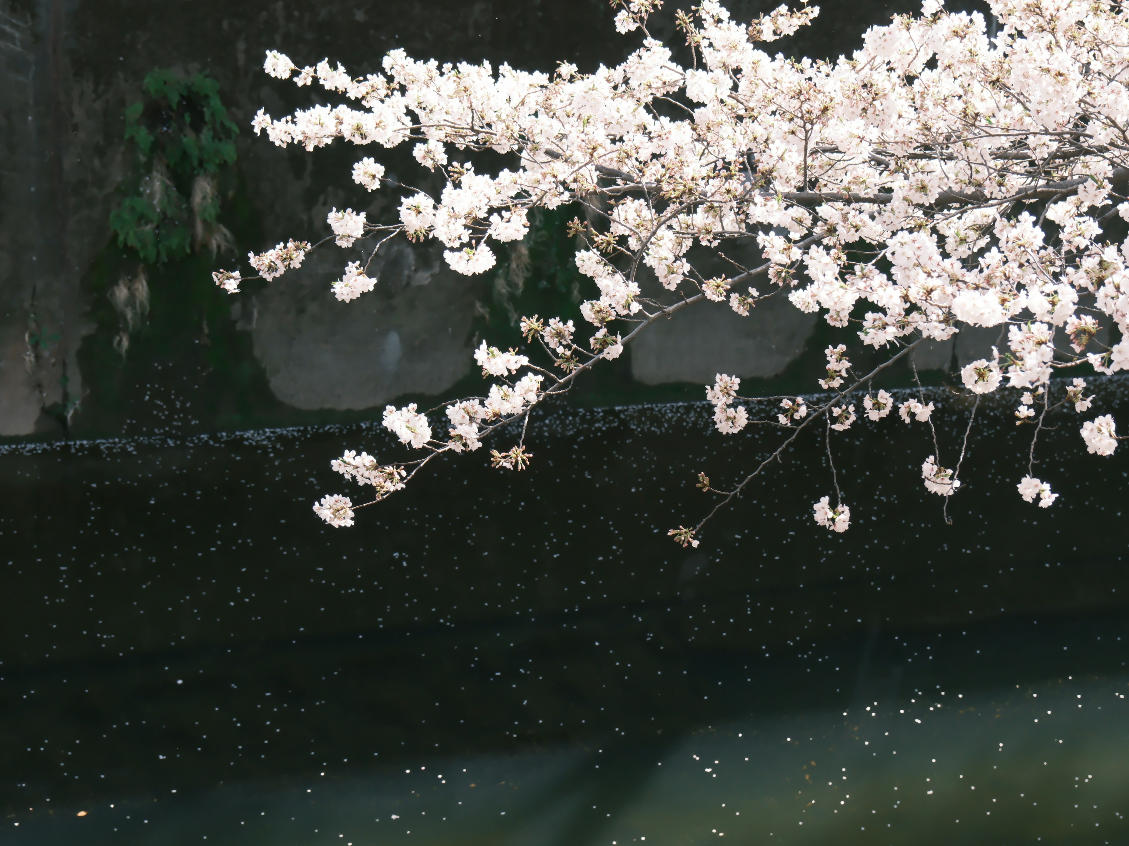 Hermoso paisaje de flores de cerezo reflejándose en la superficie del agua