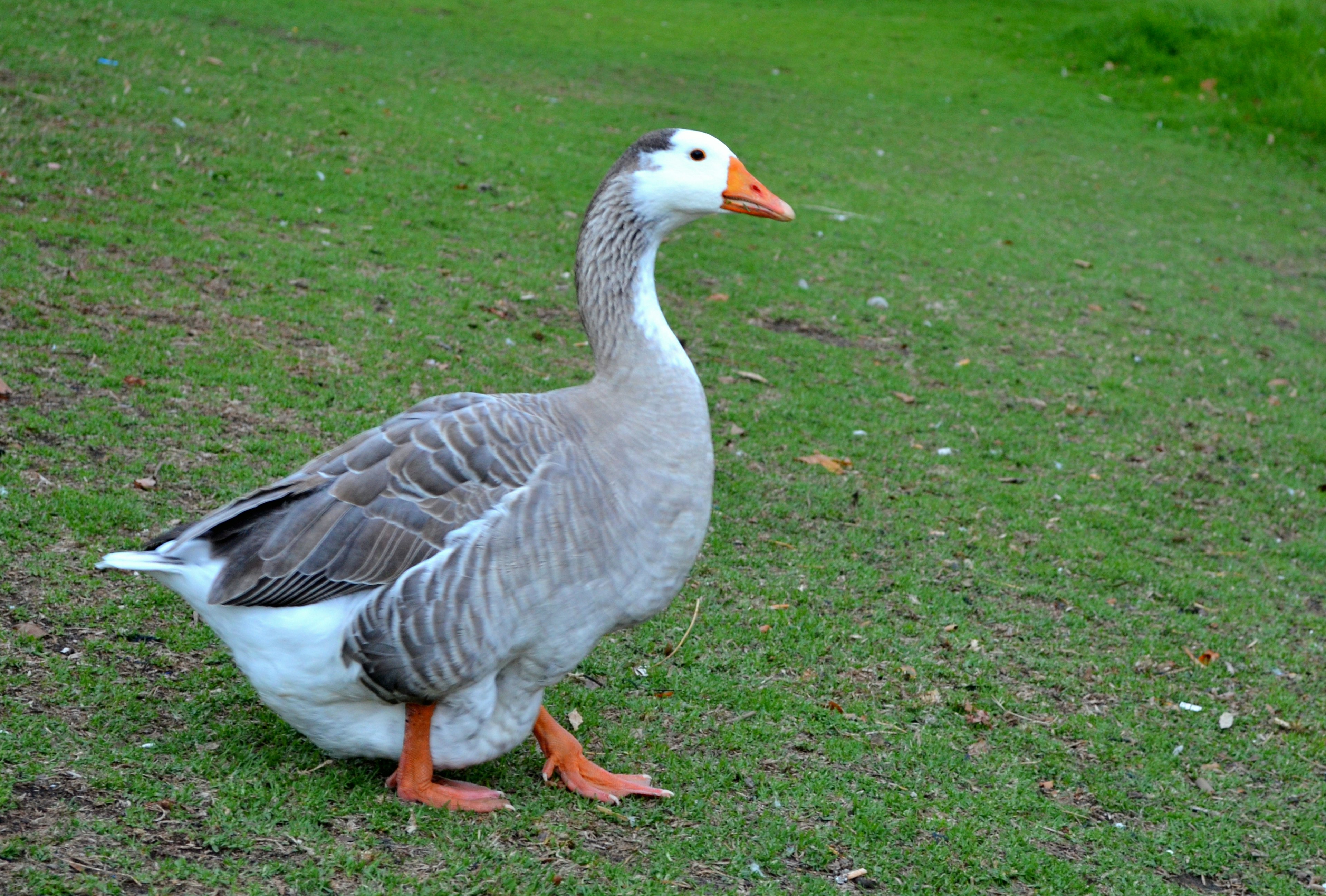 A goose walking on green grass