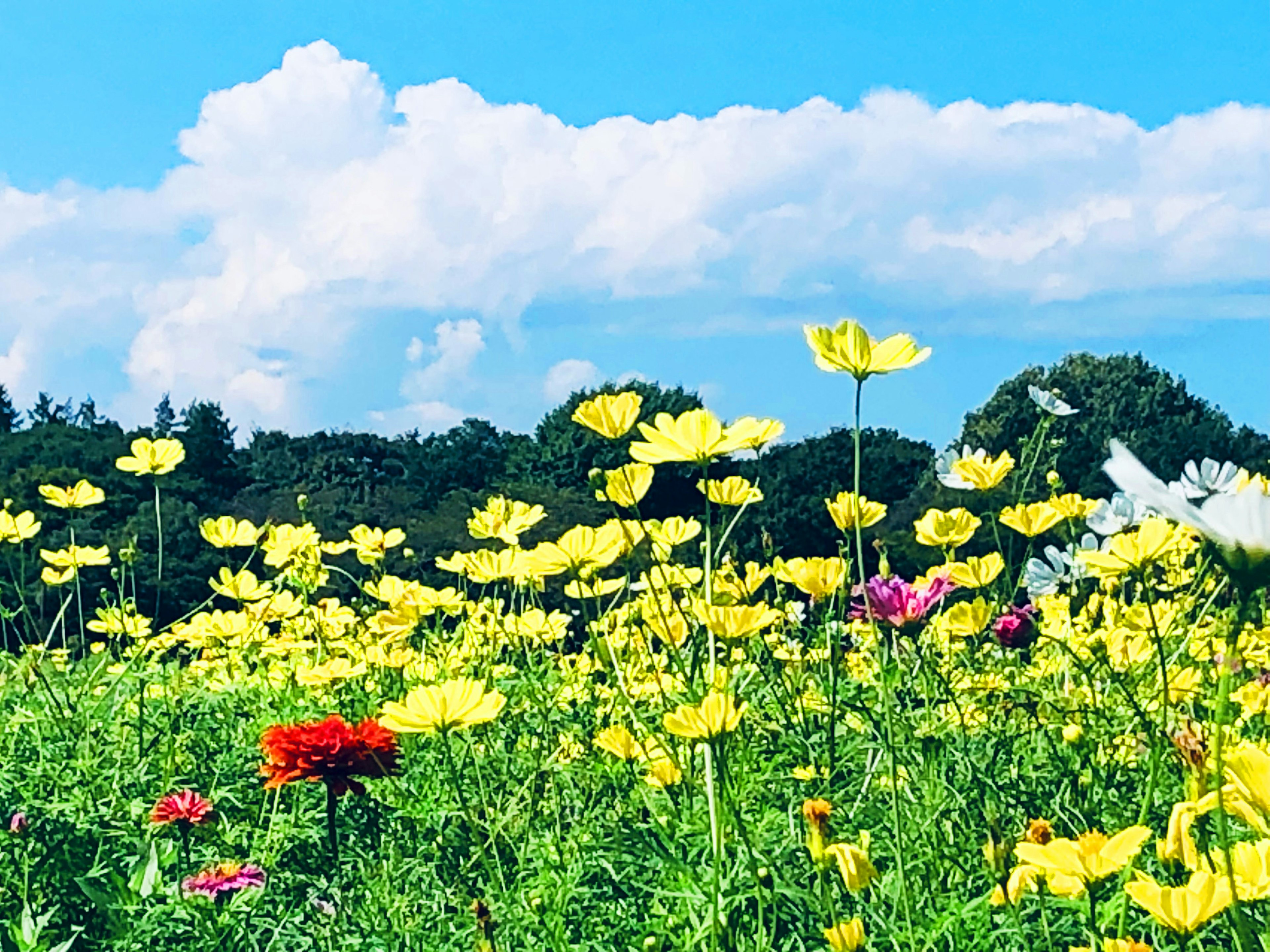 Eine schöne Landschaft mit blühenden gelben Blumen vor blauem Himmel und weißen Wolken