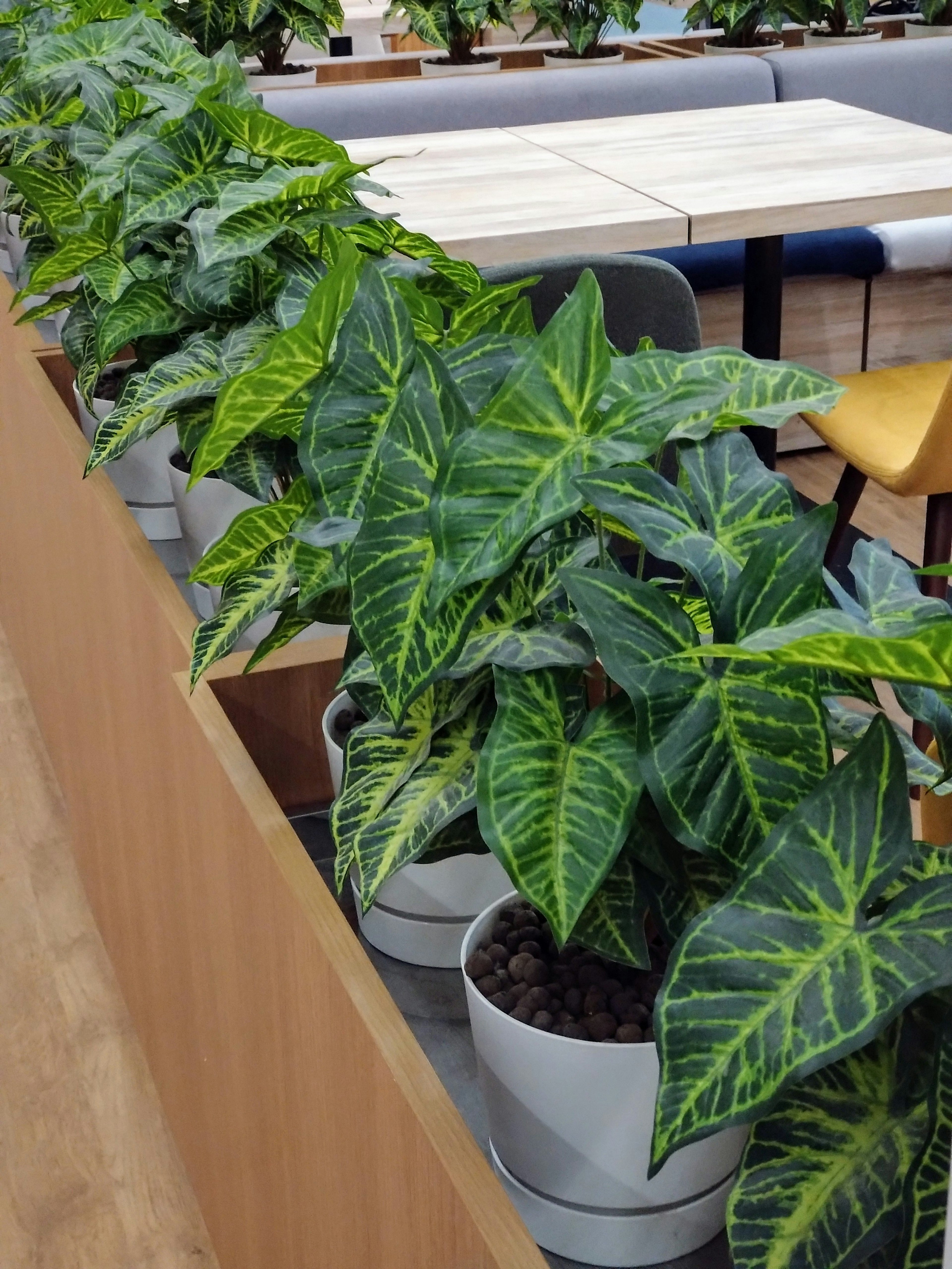 A row of green-leaved houseplants arranged along a wooden table in a modern setting