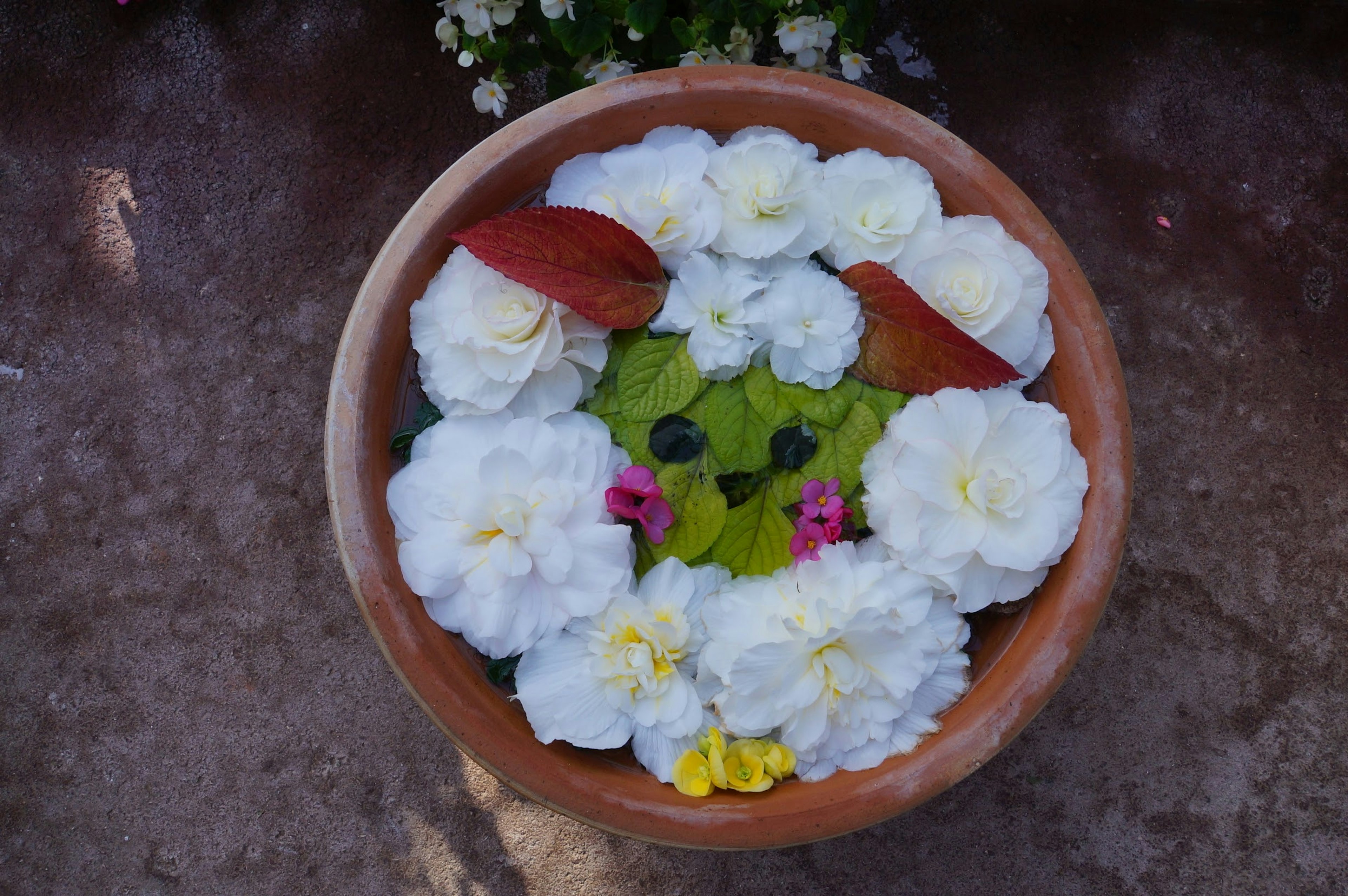 Magnifique arrangement floral avec des fleurs blanches et des feuilles vertes flottant dans un bol en poterie