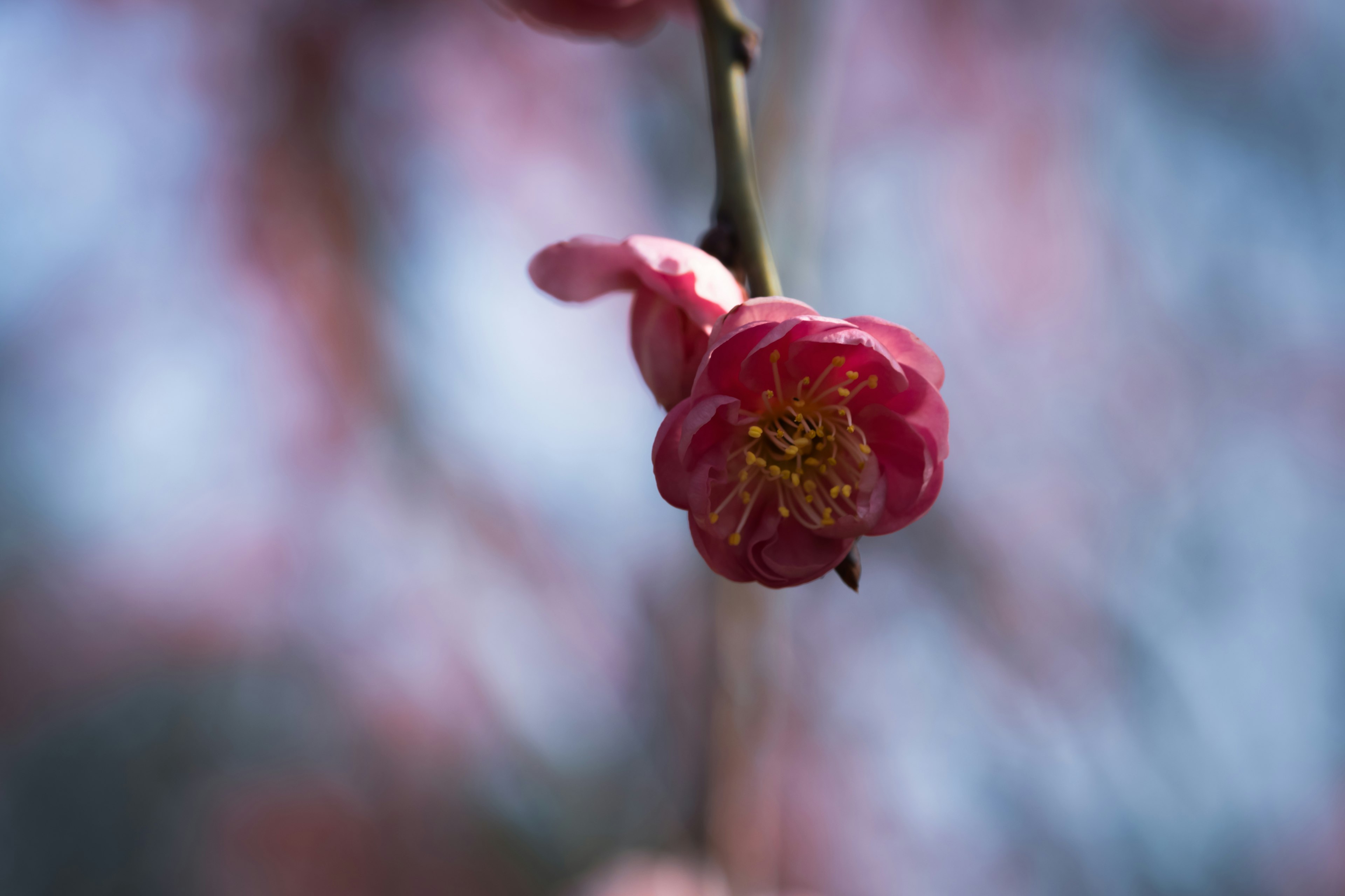 Nahaufnahme einer lebhaften rosa Blume an einem Zweig