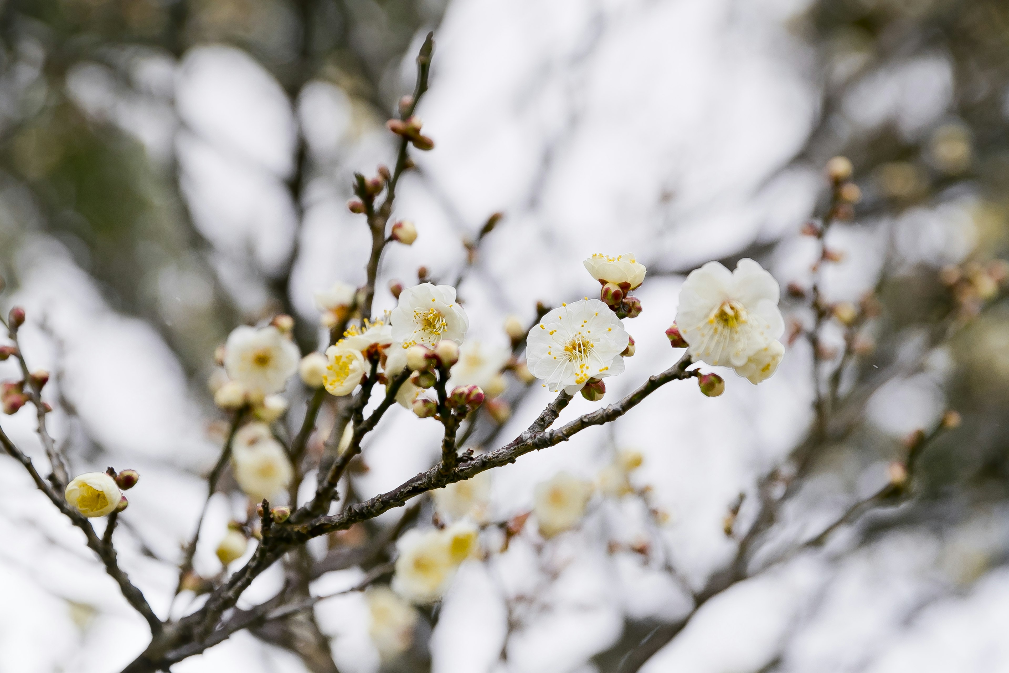 Close-up of branches with blooming white flowers