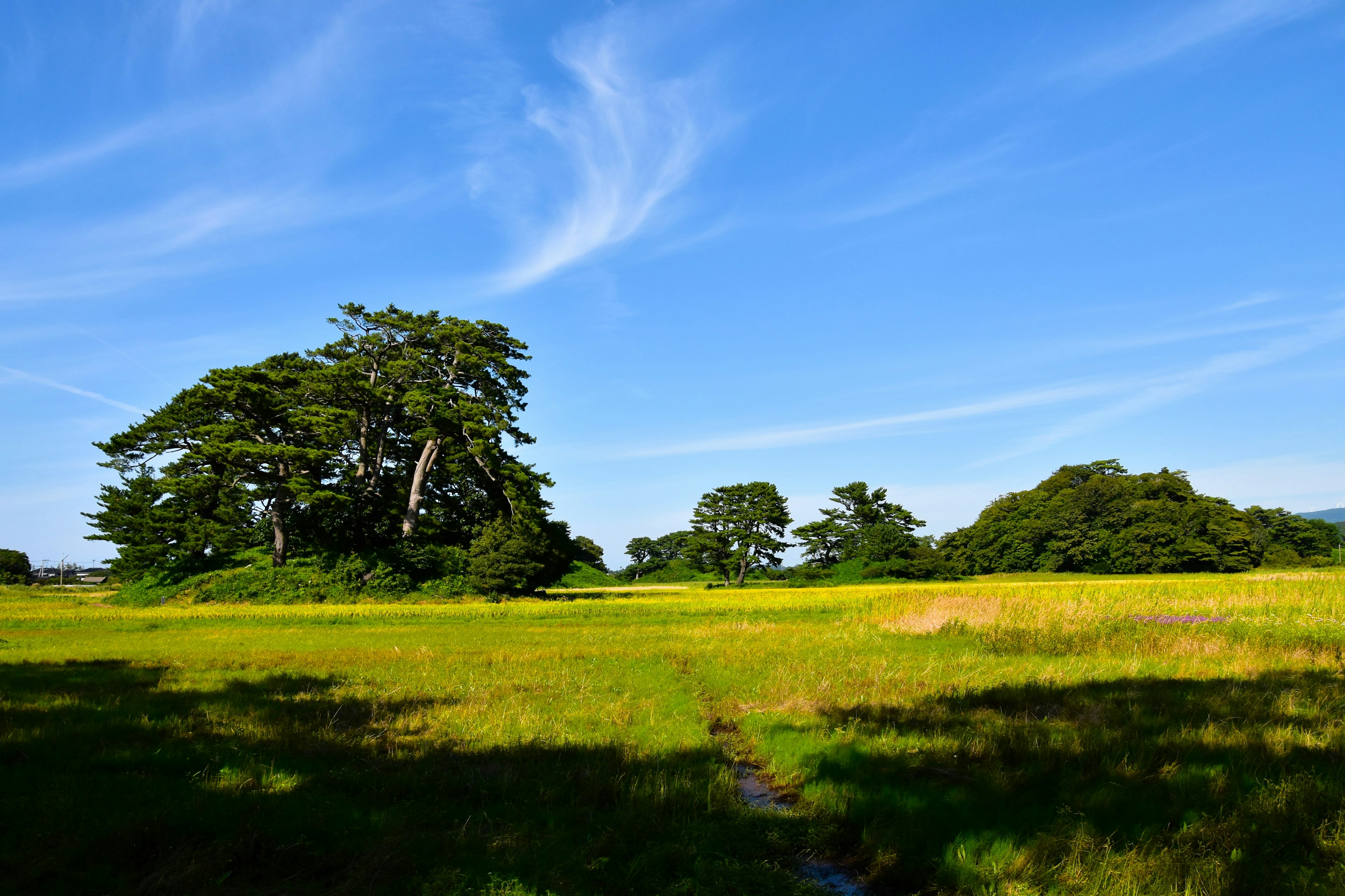 Un paysage de prairie verte et de grands arbres sous un ciel bleu