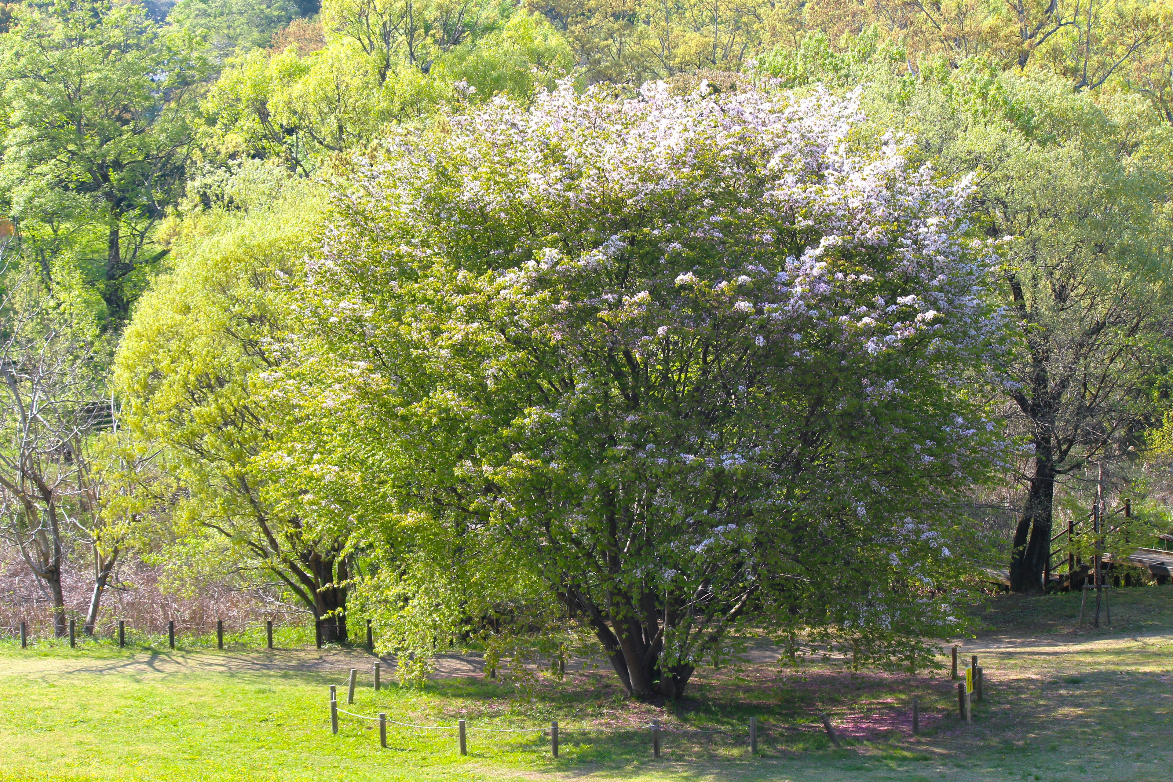 Árbol grande rodeado de vegetación y otros árboles en un paisaje vibrante