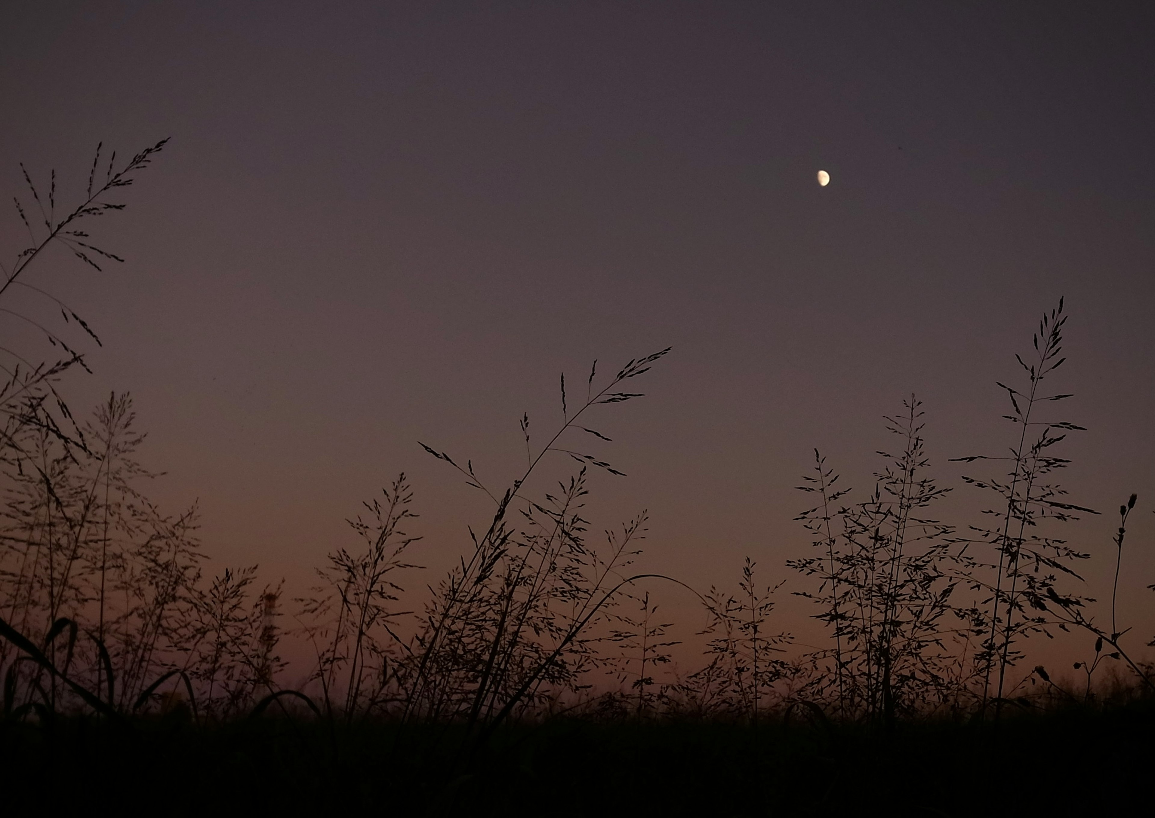 薄明かりの中に草が見える夜空の写真