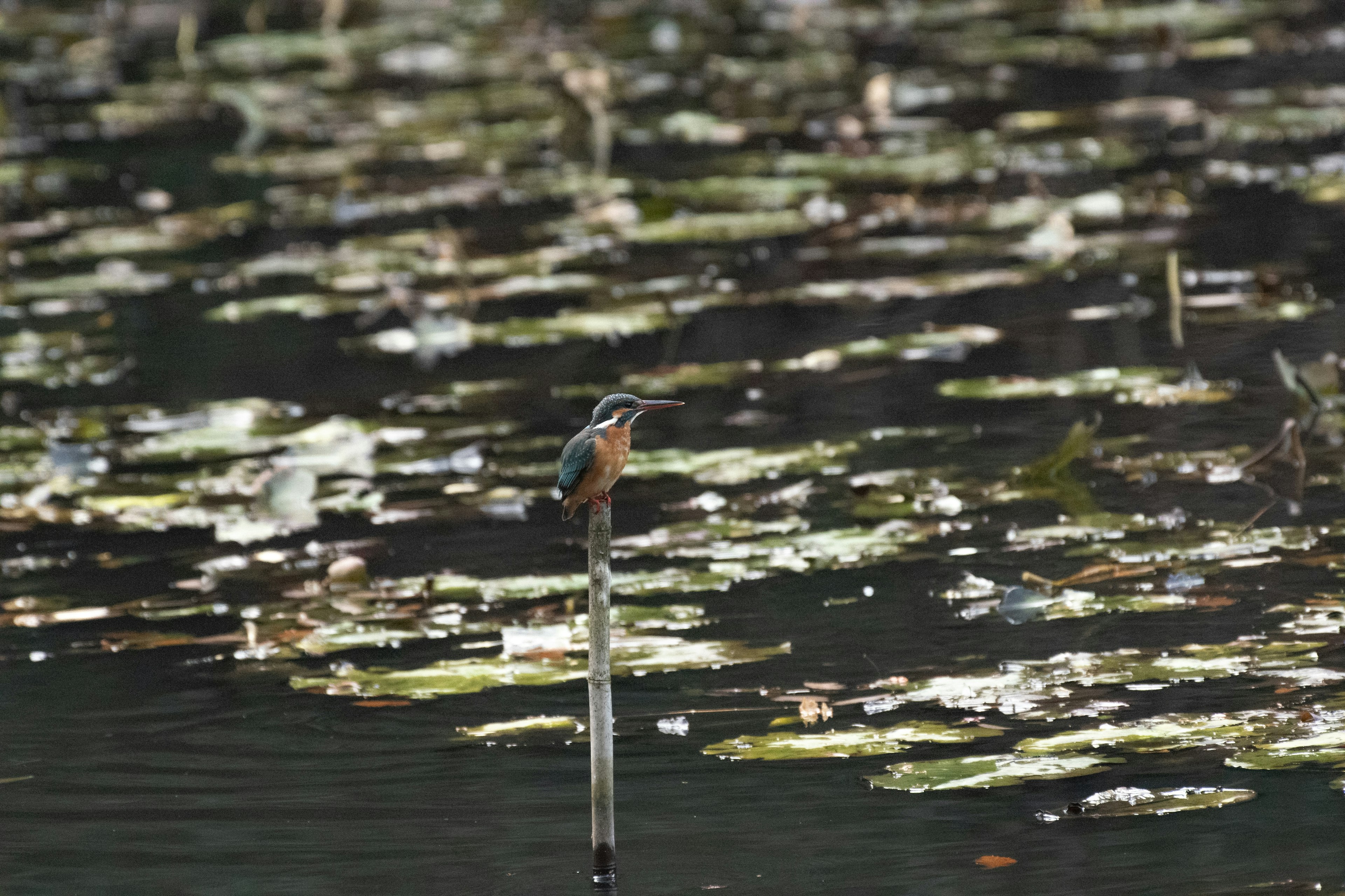 Un martinete posado sobre un palo sobre un estanque con lirios