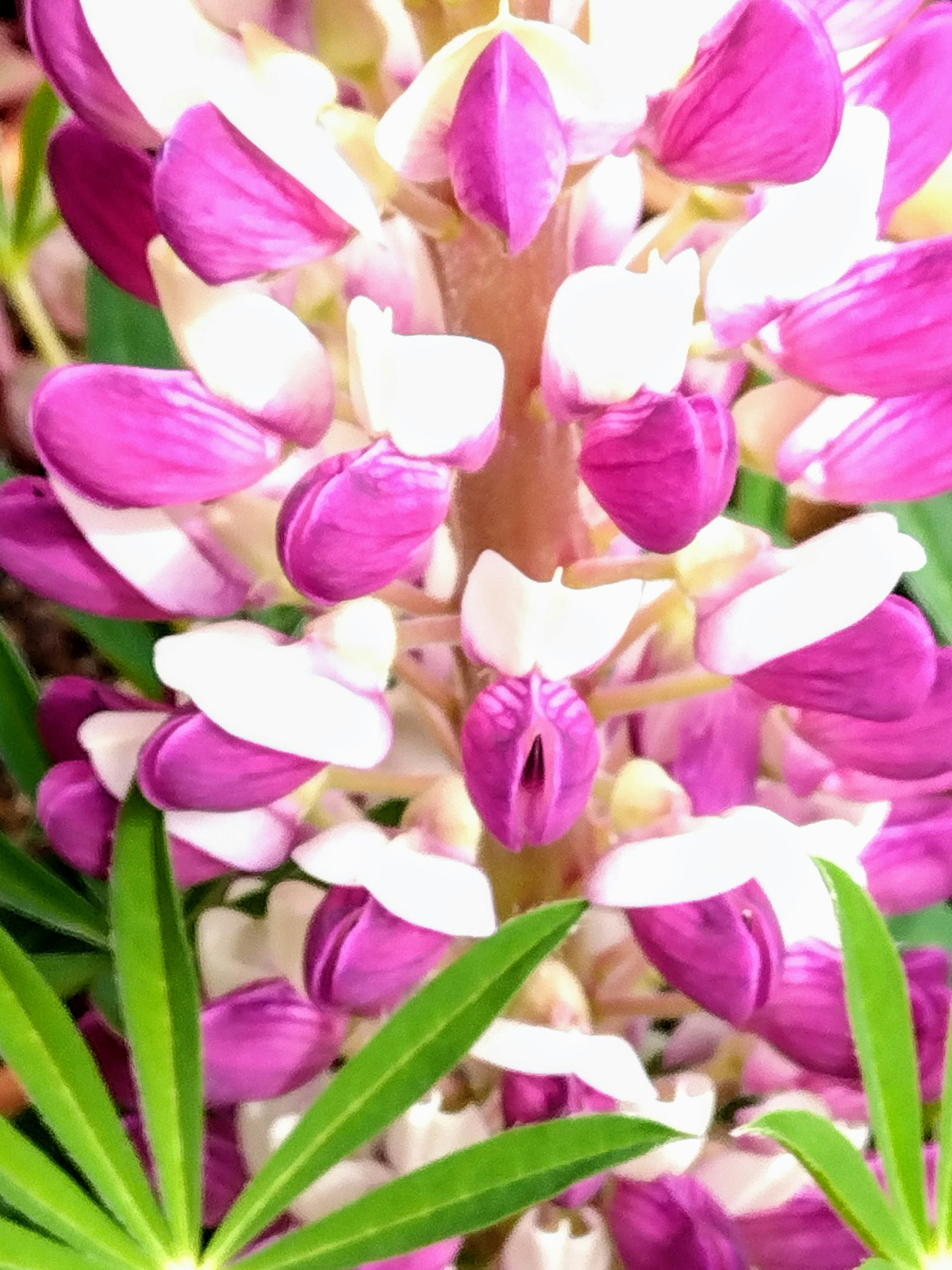 Nahaufnahme von lebhaften lila Lupinenblüten in voller Blüte