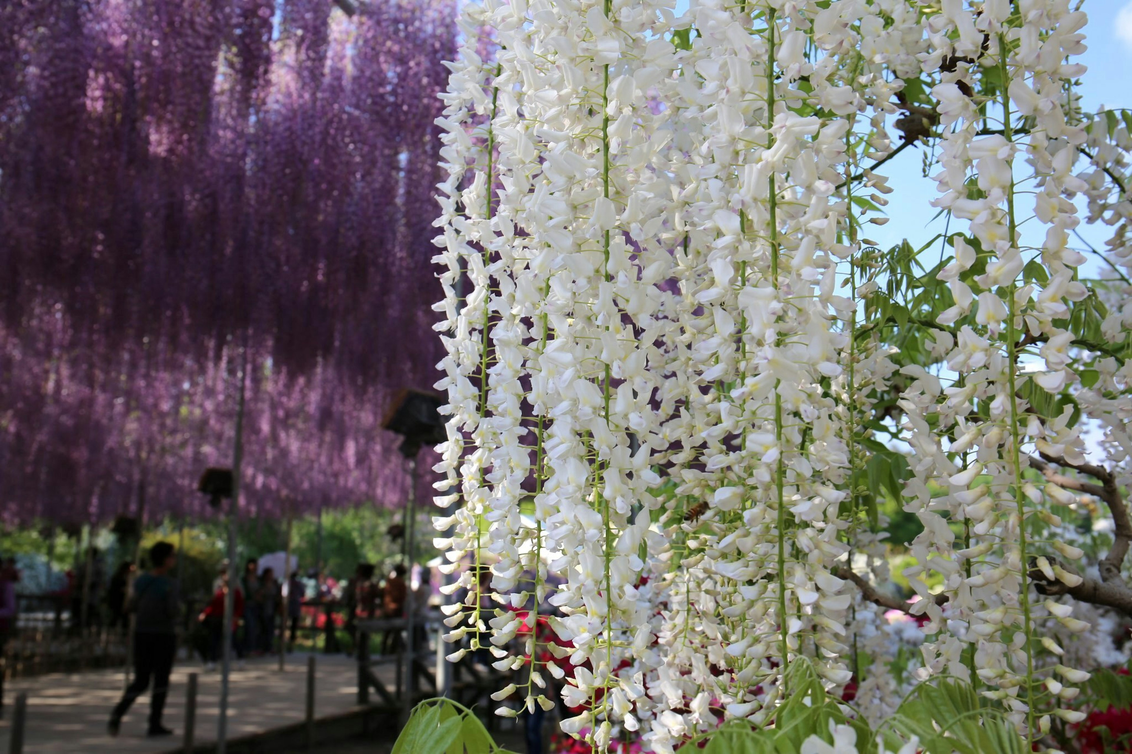 Pemandangan indah dengan bunga wisteria putih yang menggantung bunga wisteria ungu di latar belakang