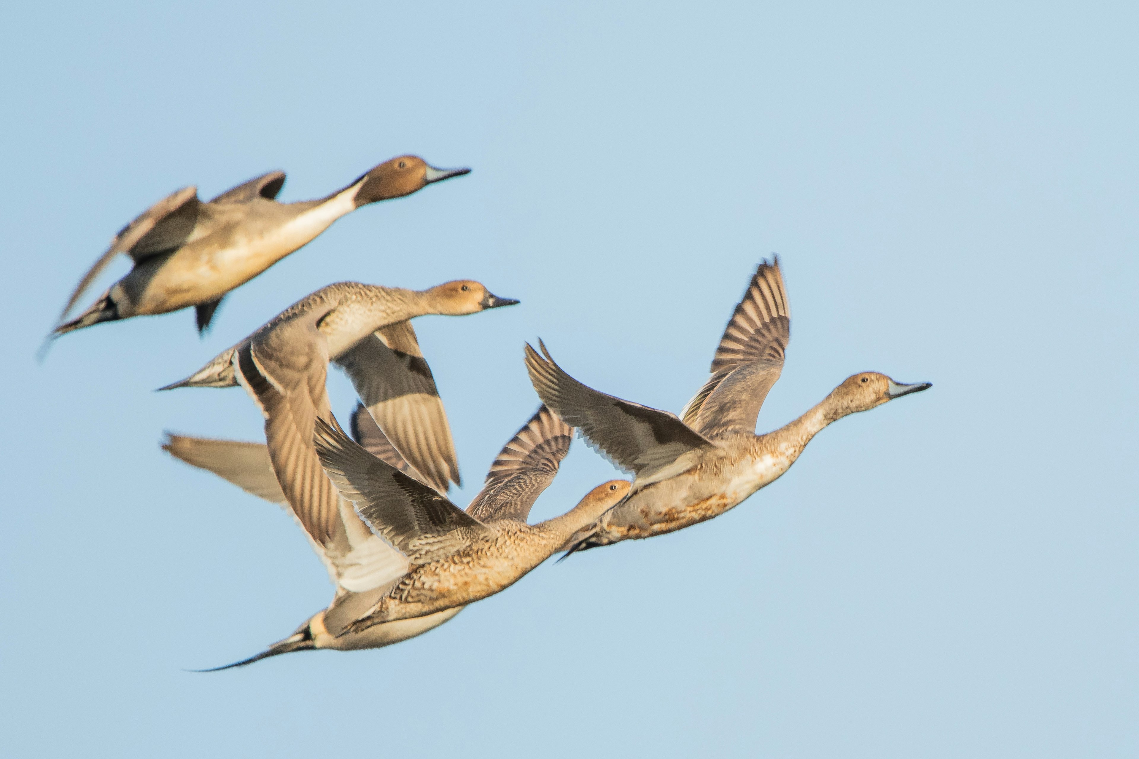 青空を背景に飛ぶ水鳥の群れ