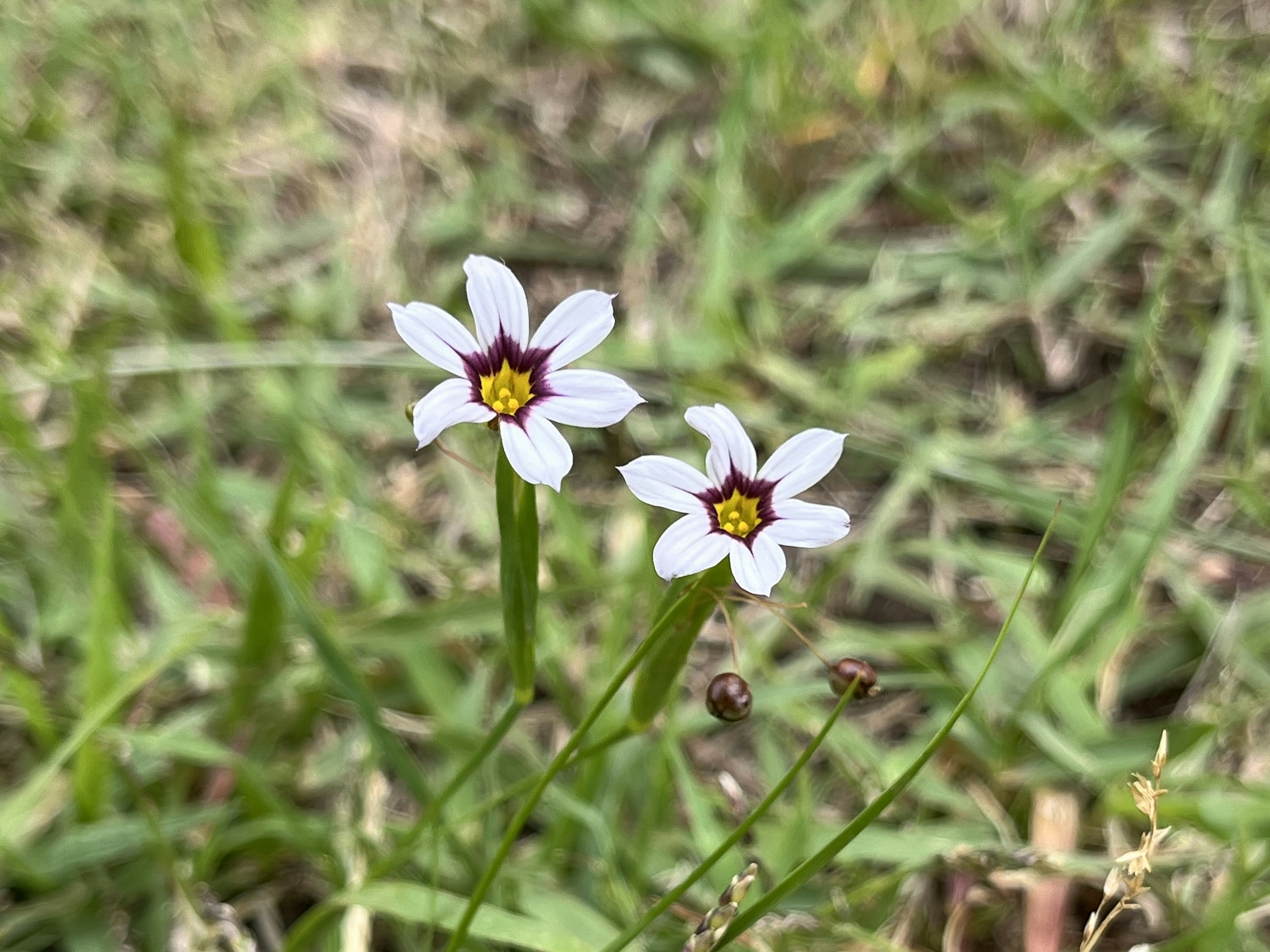 Two white flowers blooming amidst green grass