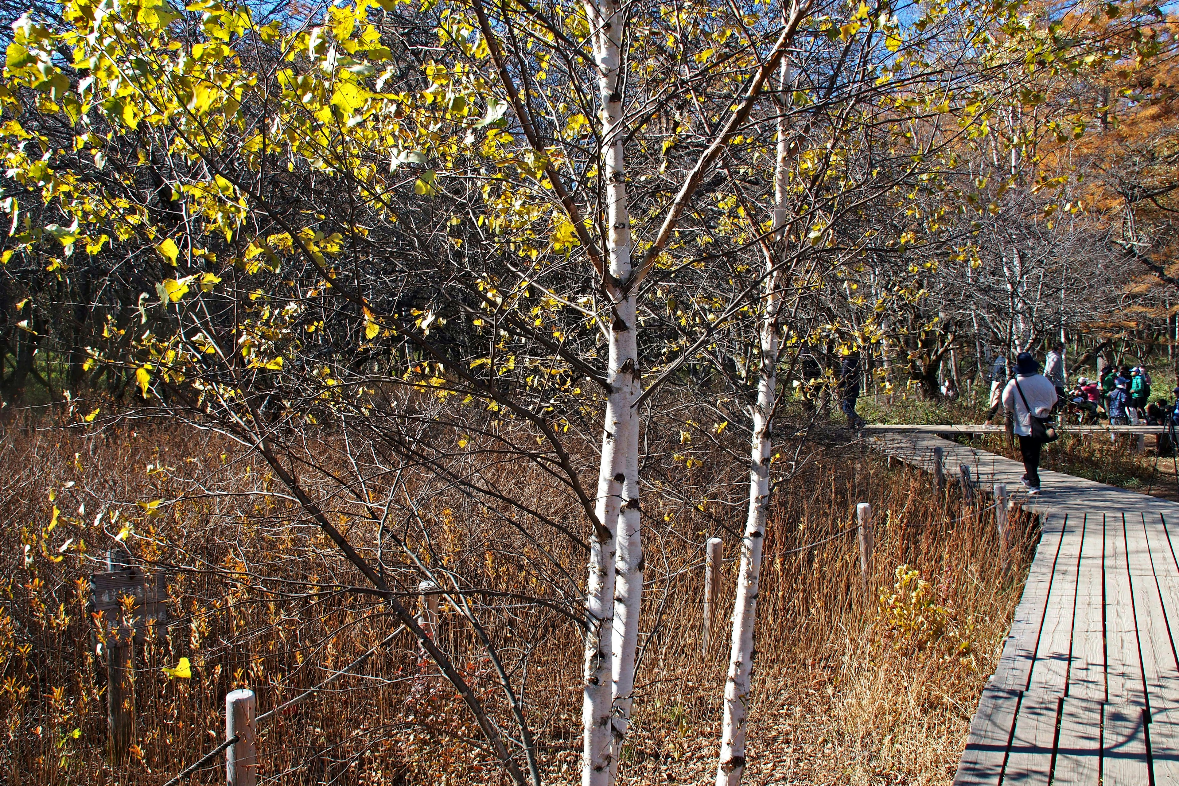 Autumn landscape featuring a wooden walkway and birch trees