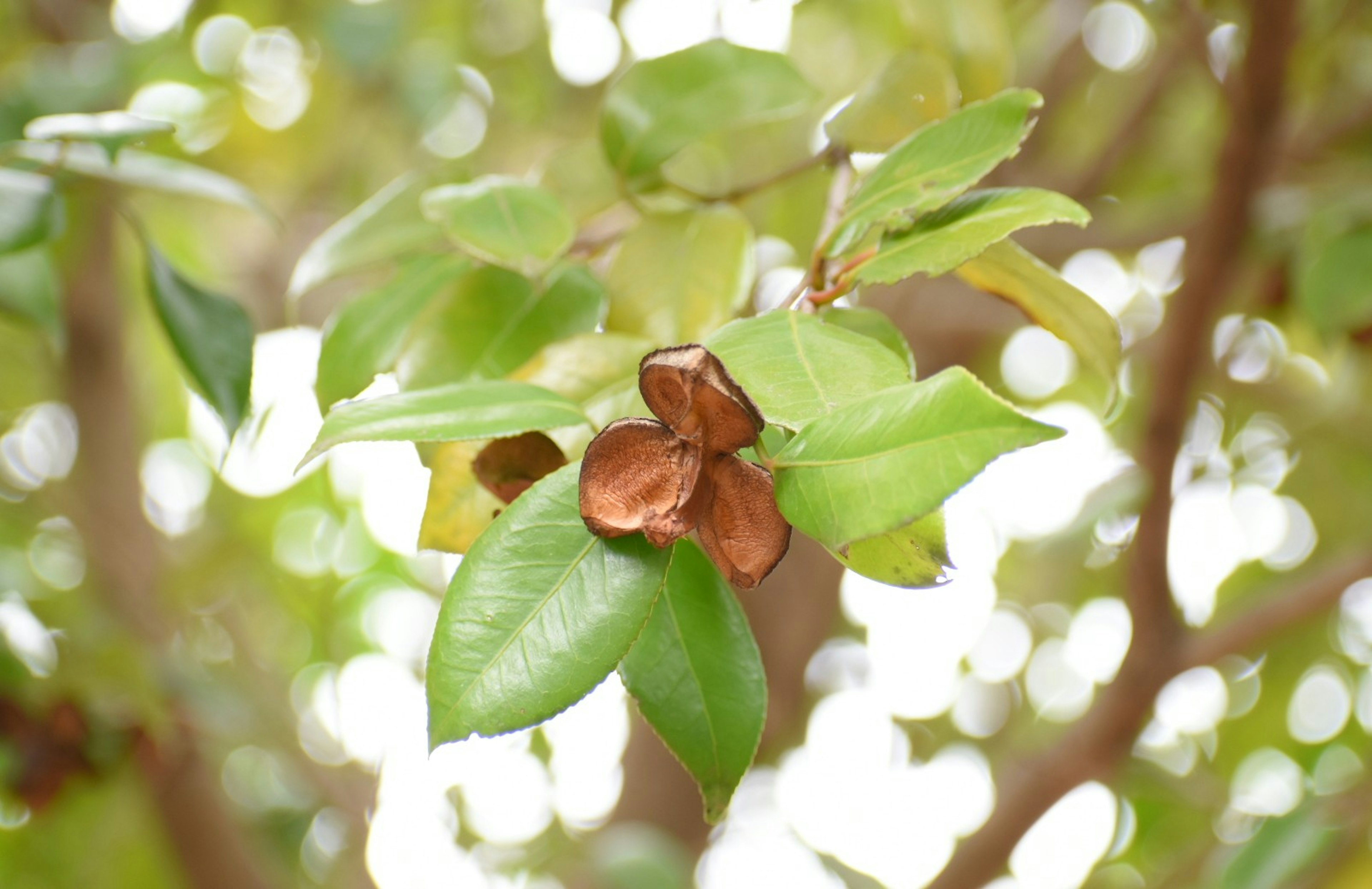 Flor marrón rodeada de hojas verdes en una rama de árbol