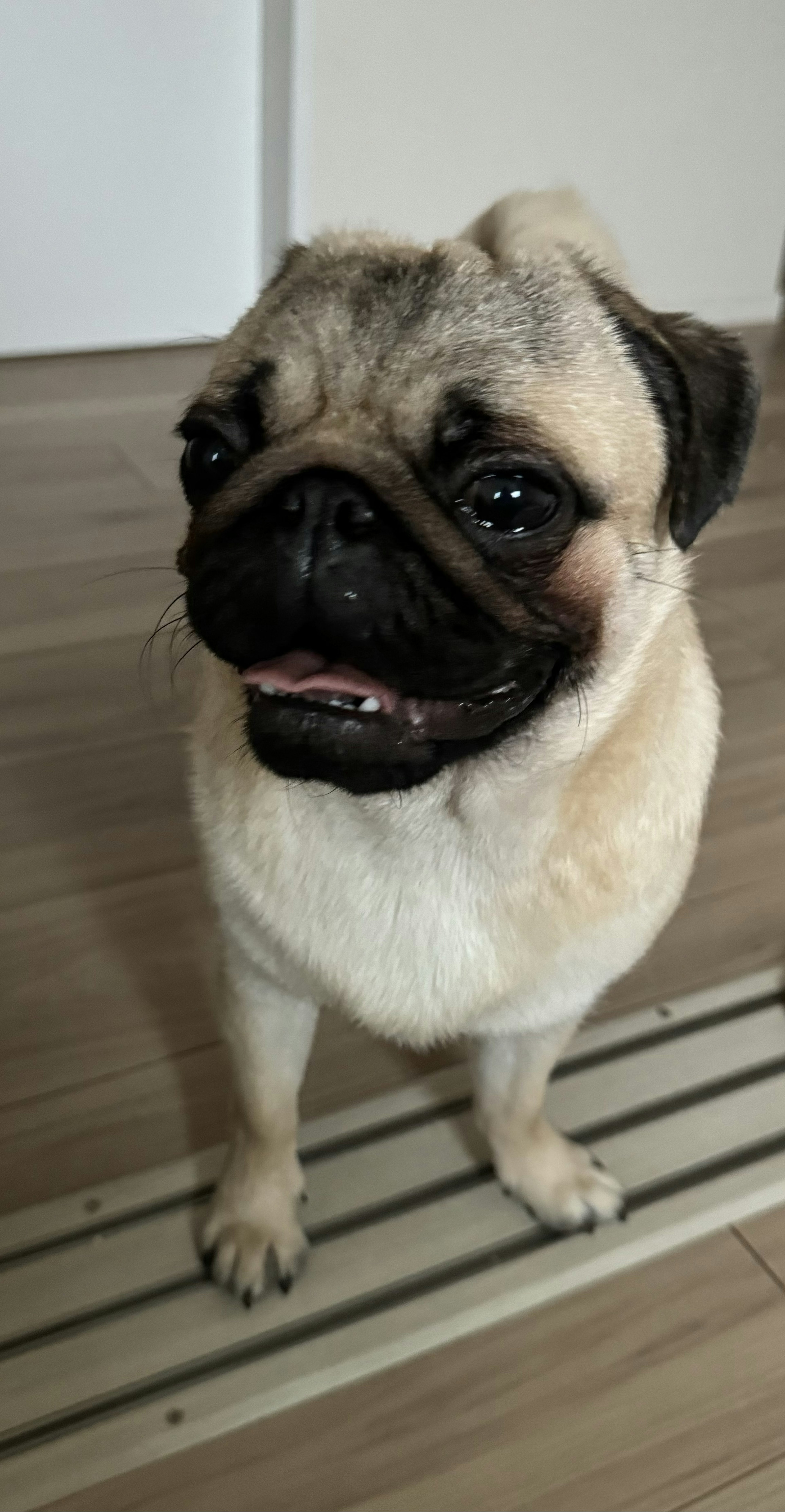 Un adorabile carlino in piedi all'interno su un pavimento in legno