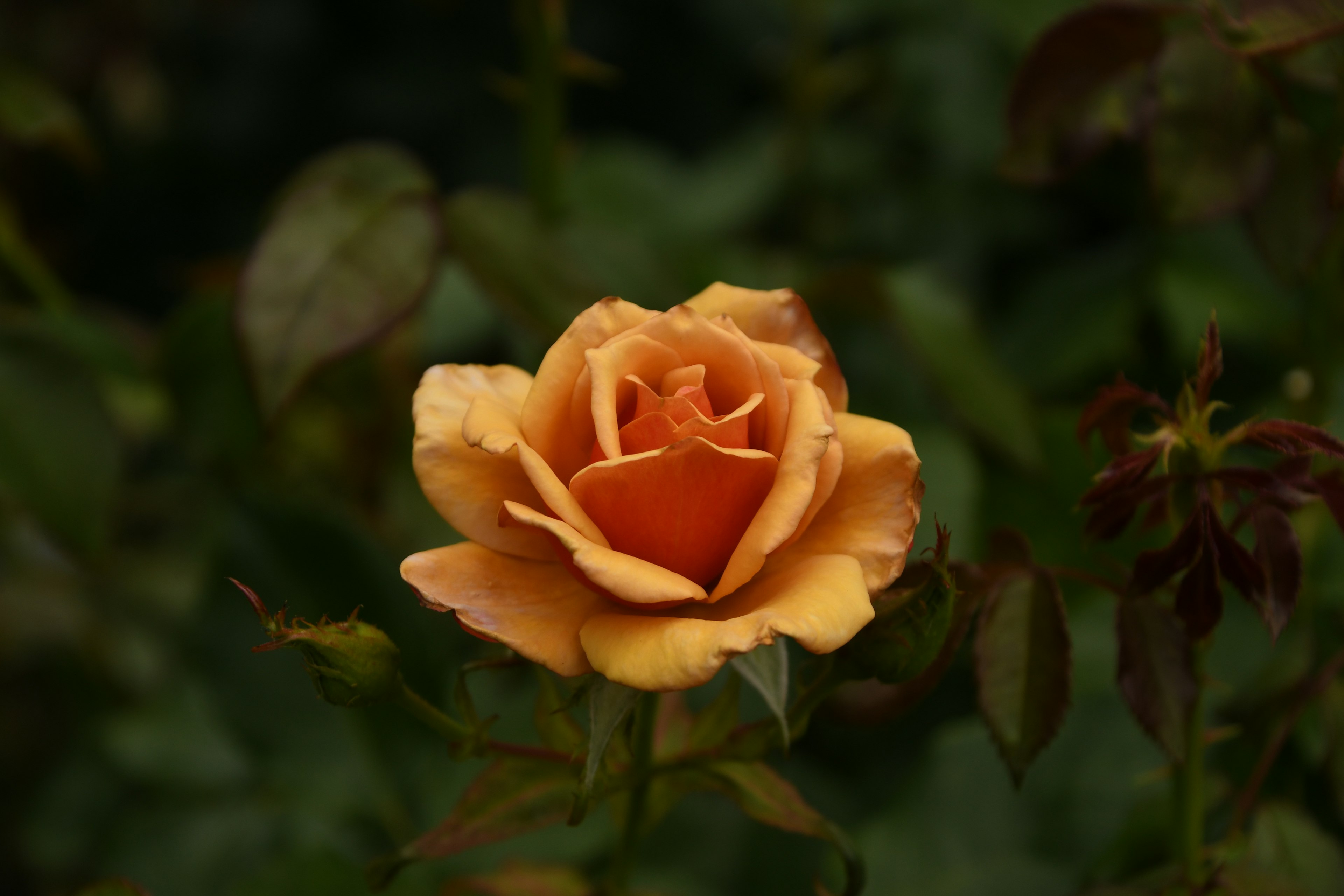 A blooming orange rose surrounded by green leaves