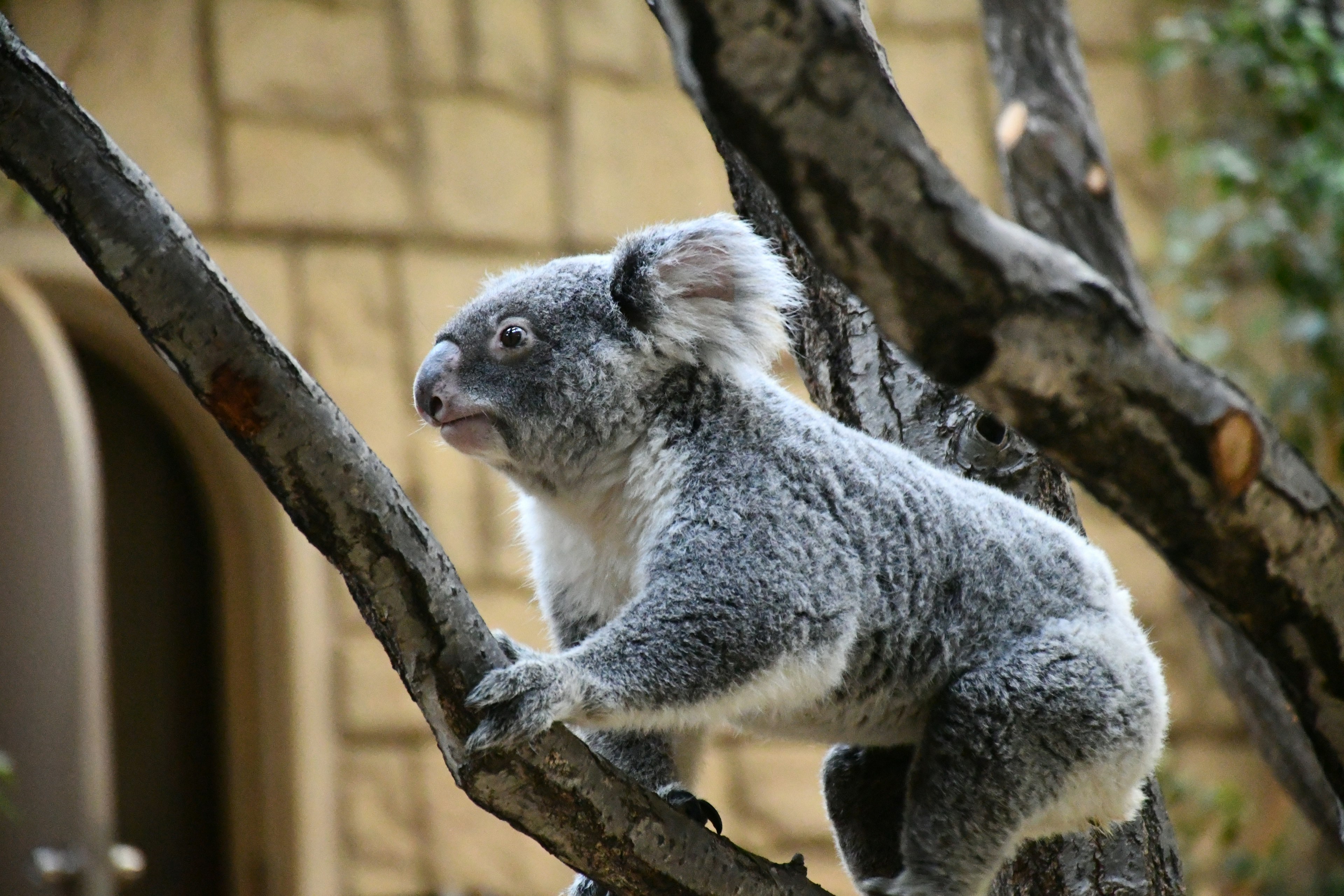 Un lindo koala posado en una rama de árbol