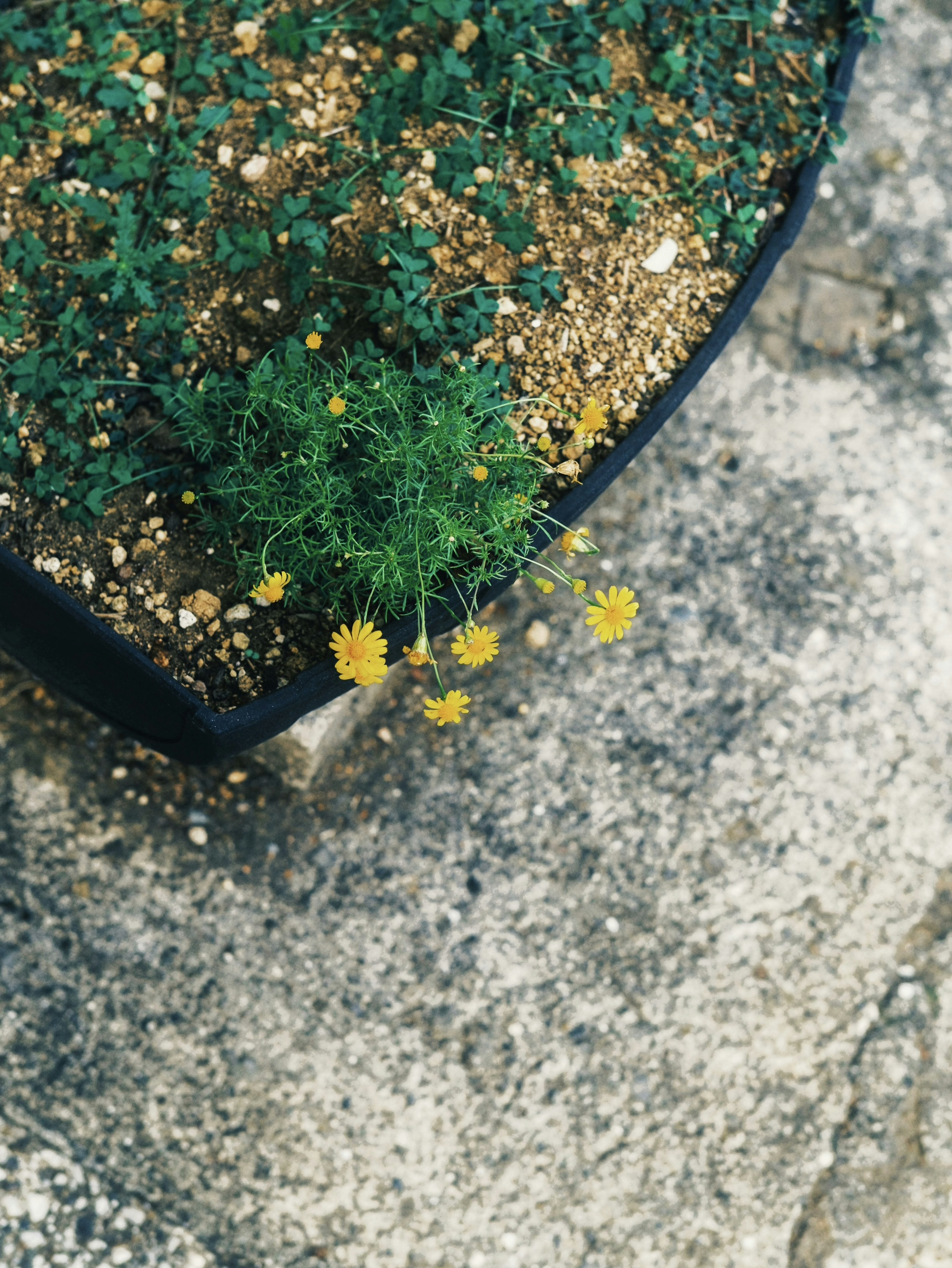 Small yellow flowers blooming in a black planter with gravel