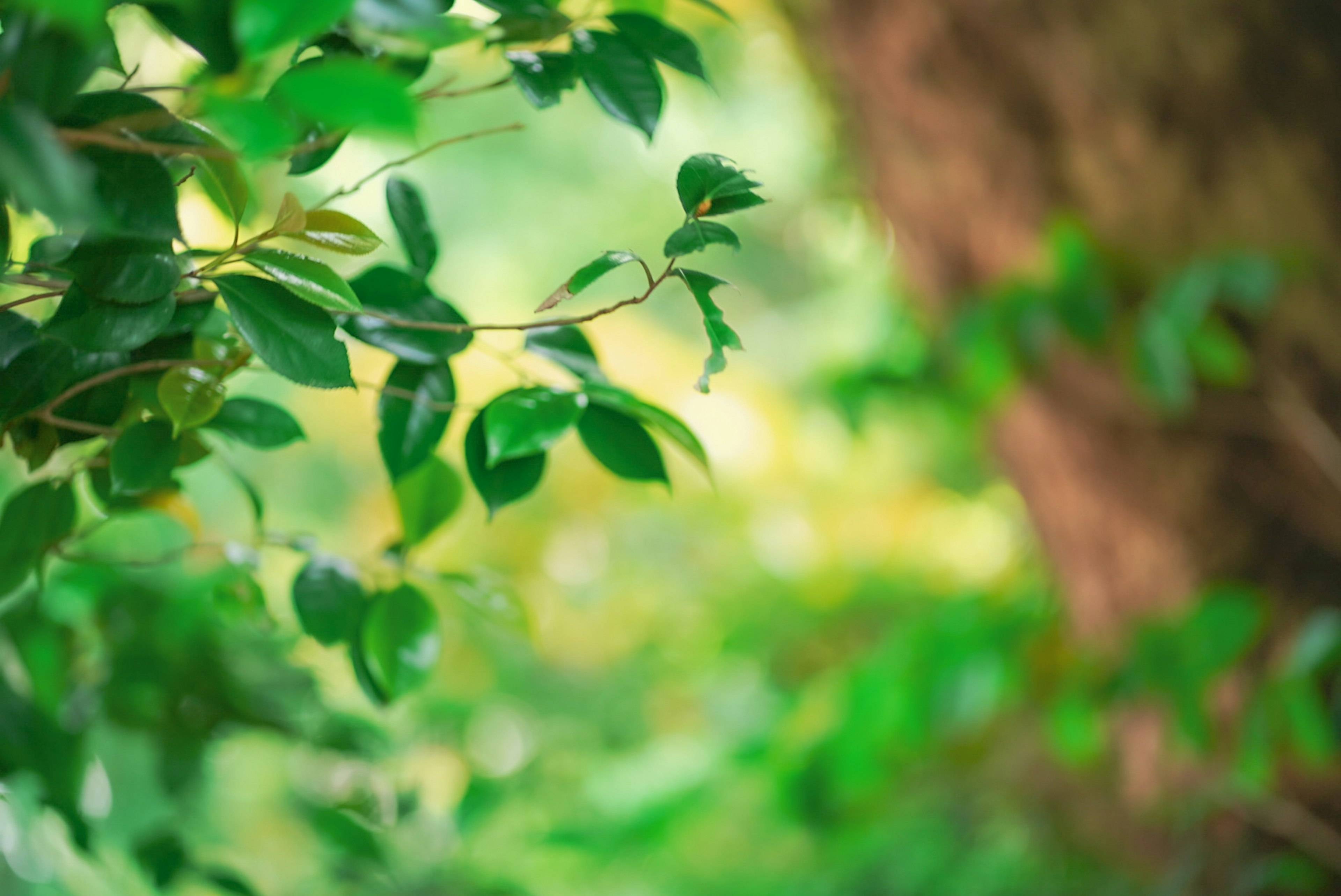 Hojas verdes exuberantes en un entorno natural luz suave filtrándose