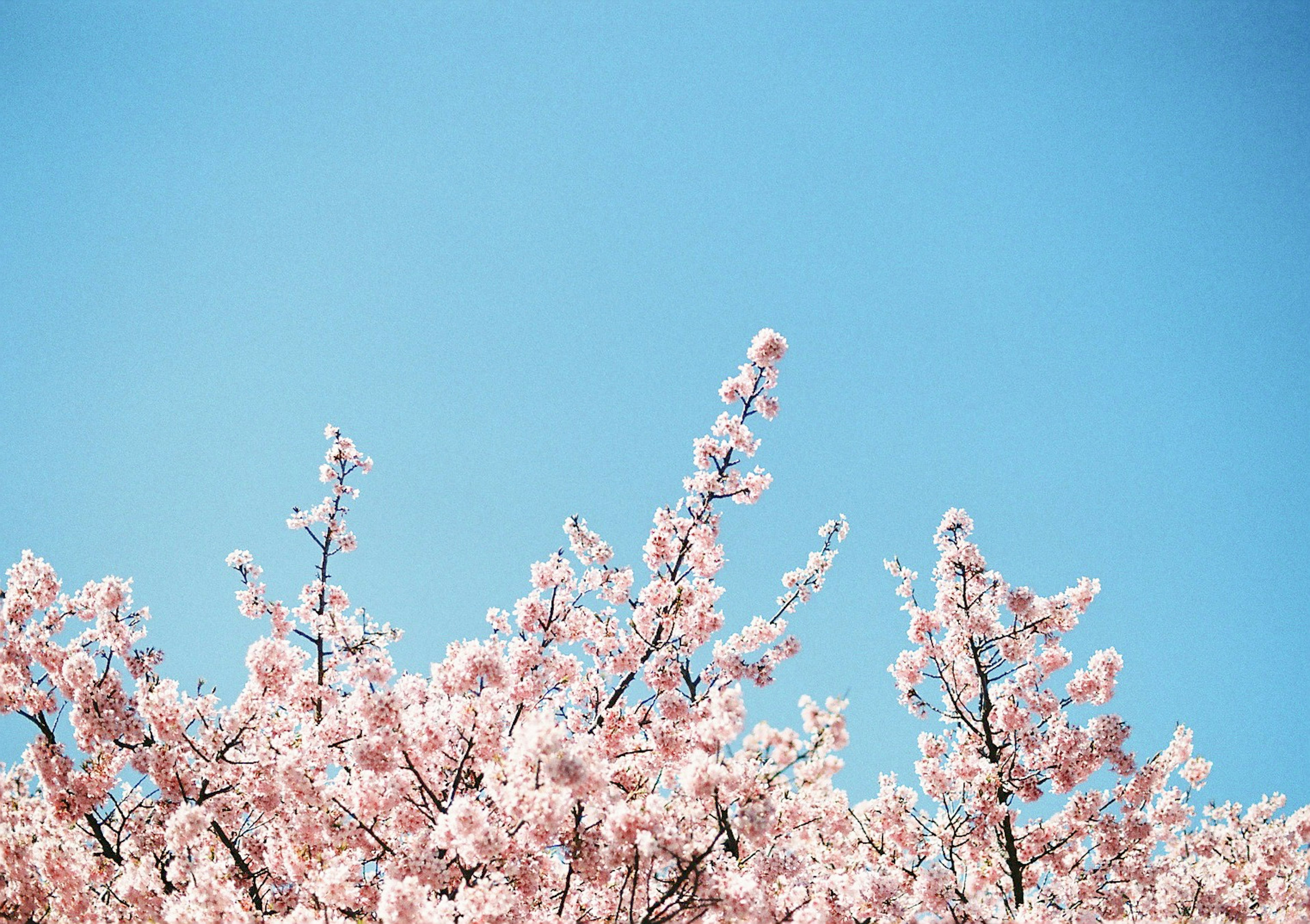 Cherry blossom branches in full bloom against a clear blue sky