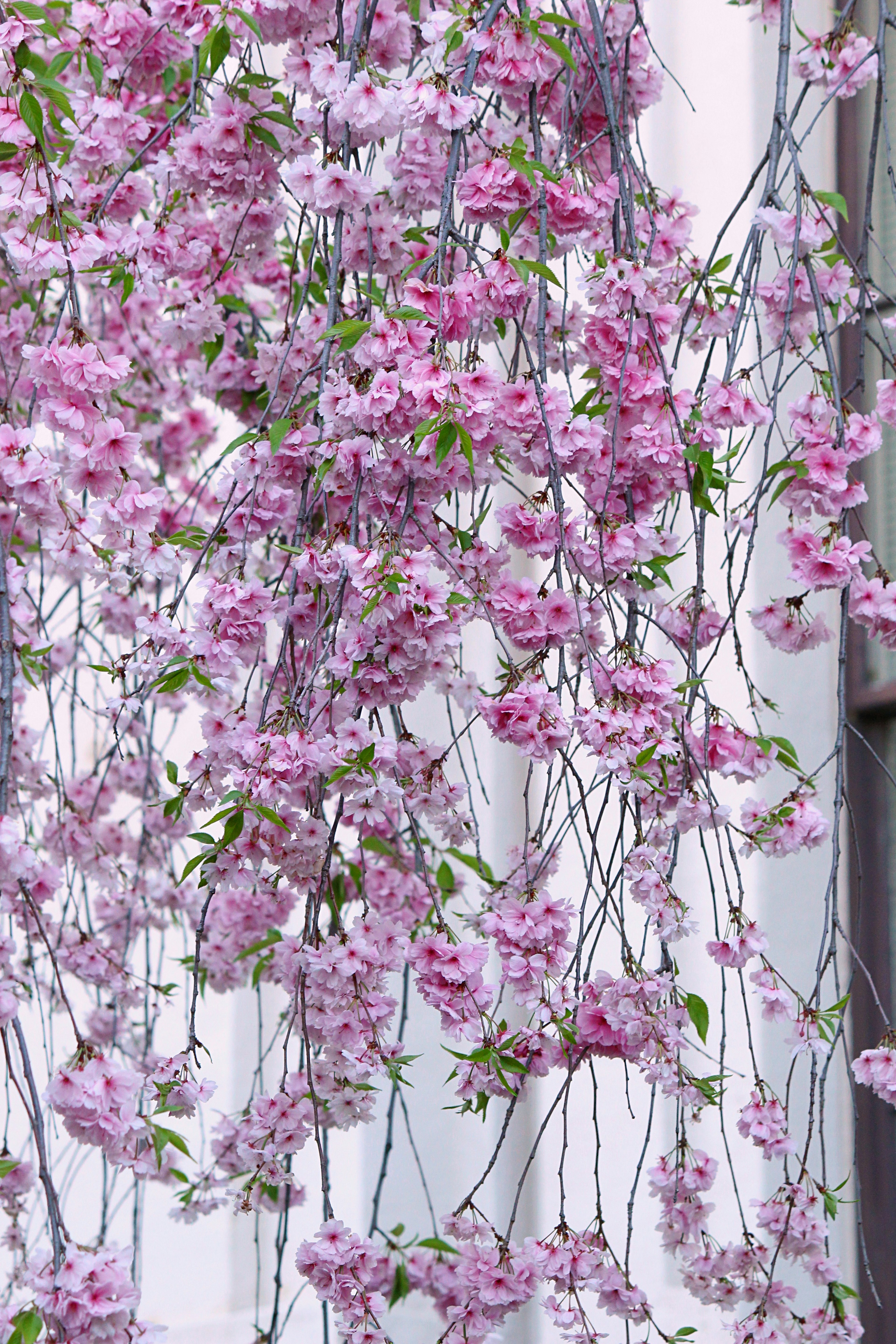 Beautiful scene of cascading pink flowers