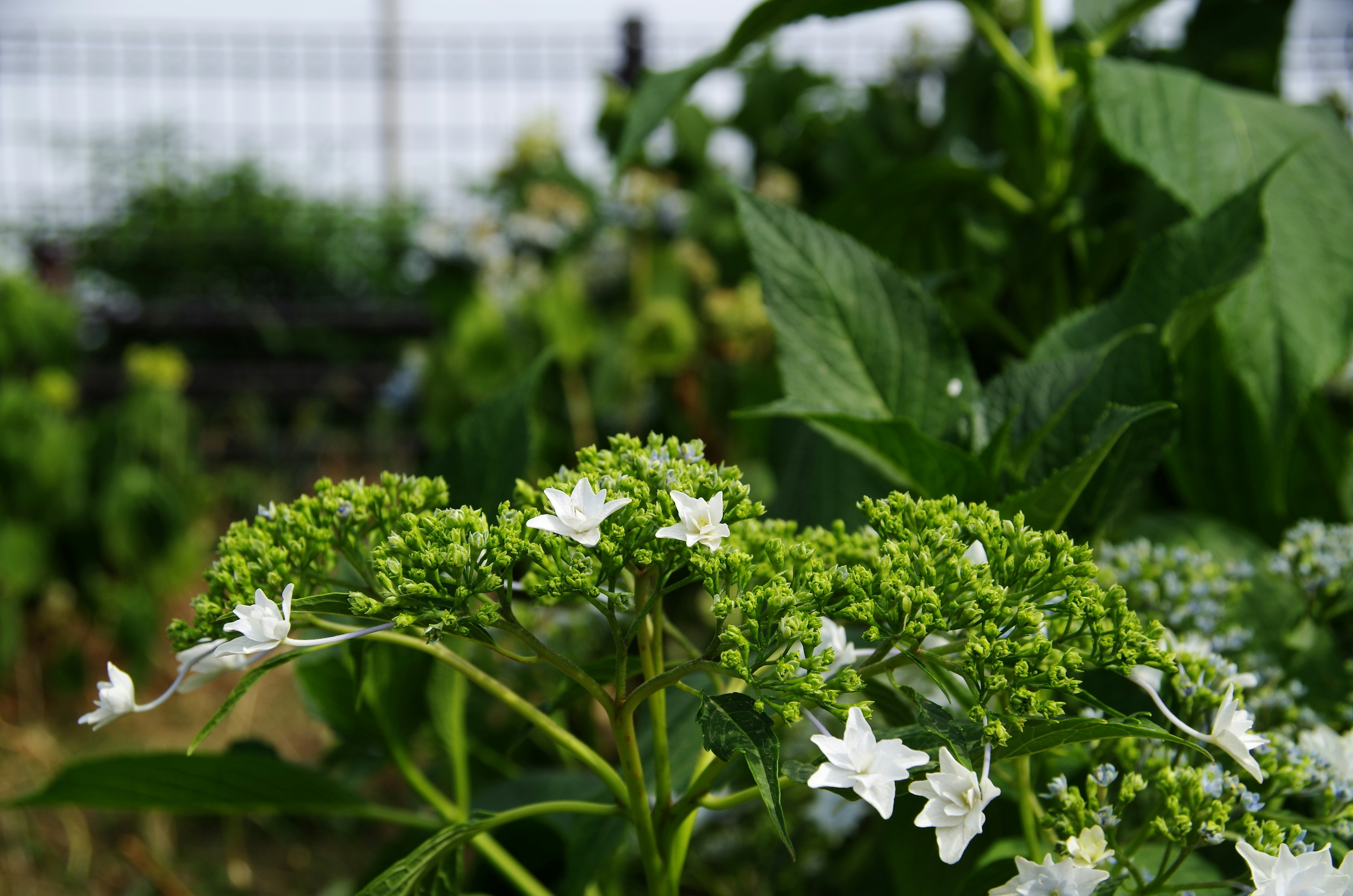 Nahaufnahme einer Pflanze mit weißen Blumen und grünen Knospen