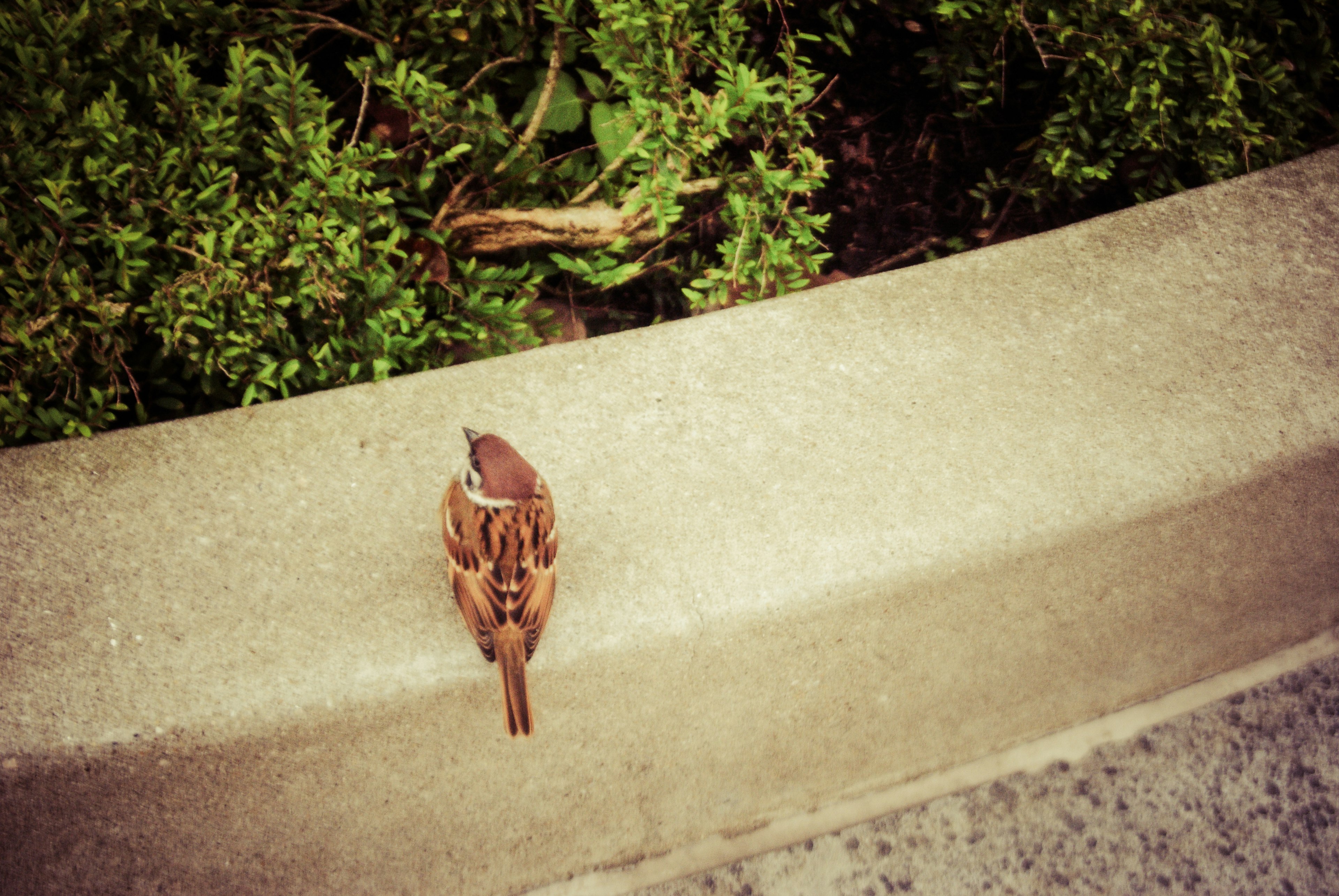 A small bird perched on a concrete edge near green foliage