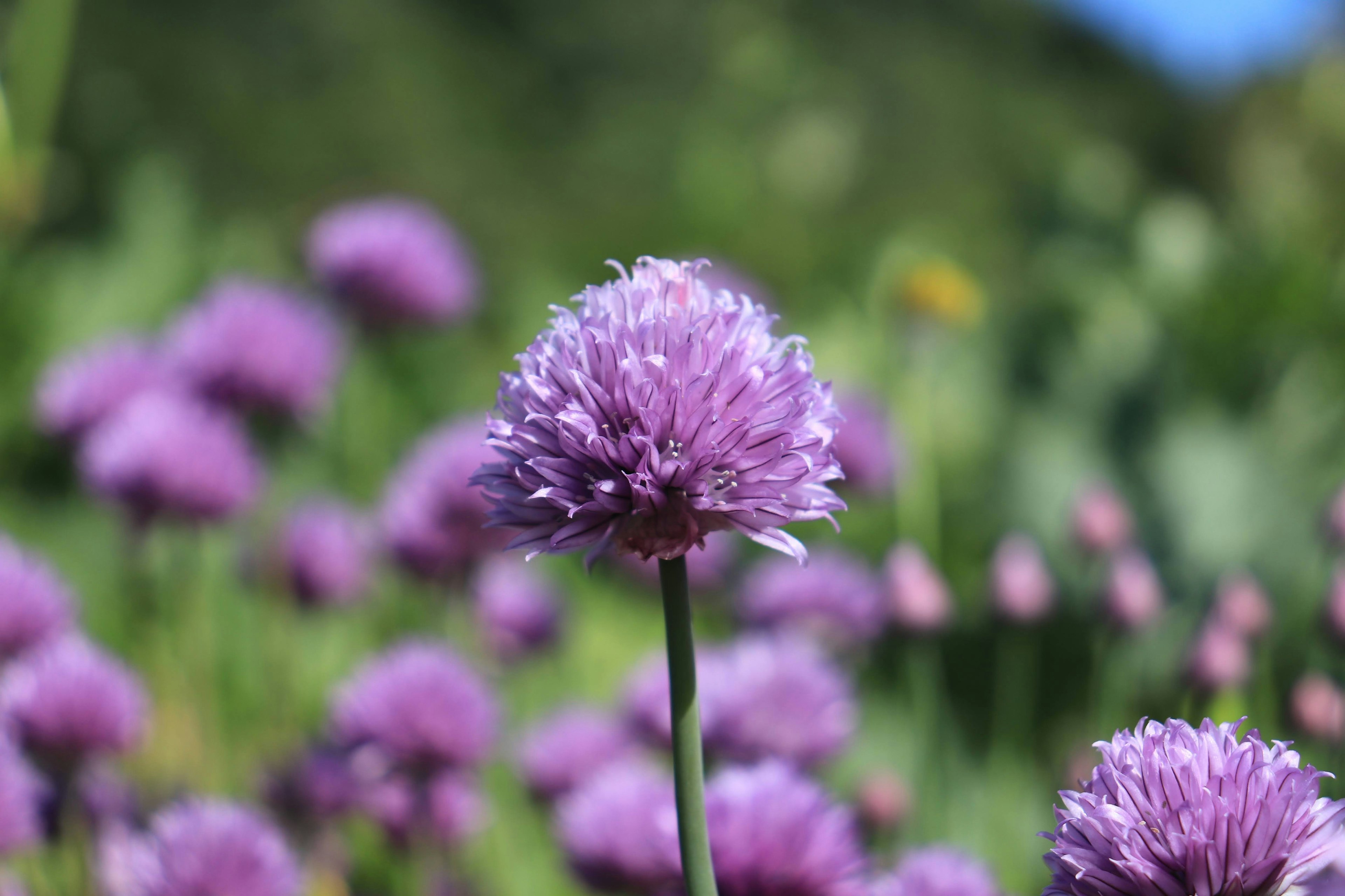 Gros plan de fleurs de ciboulette violettes dans un jardin luxuriant